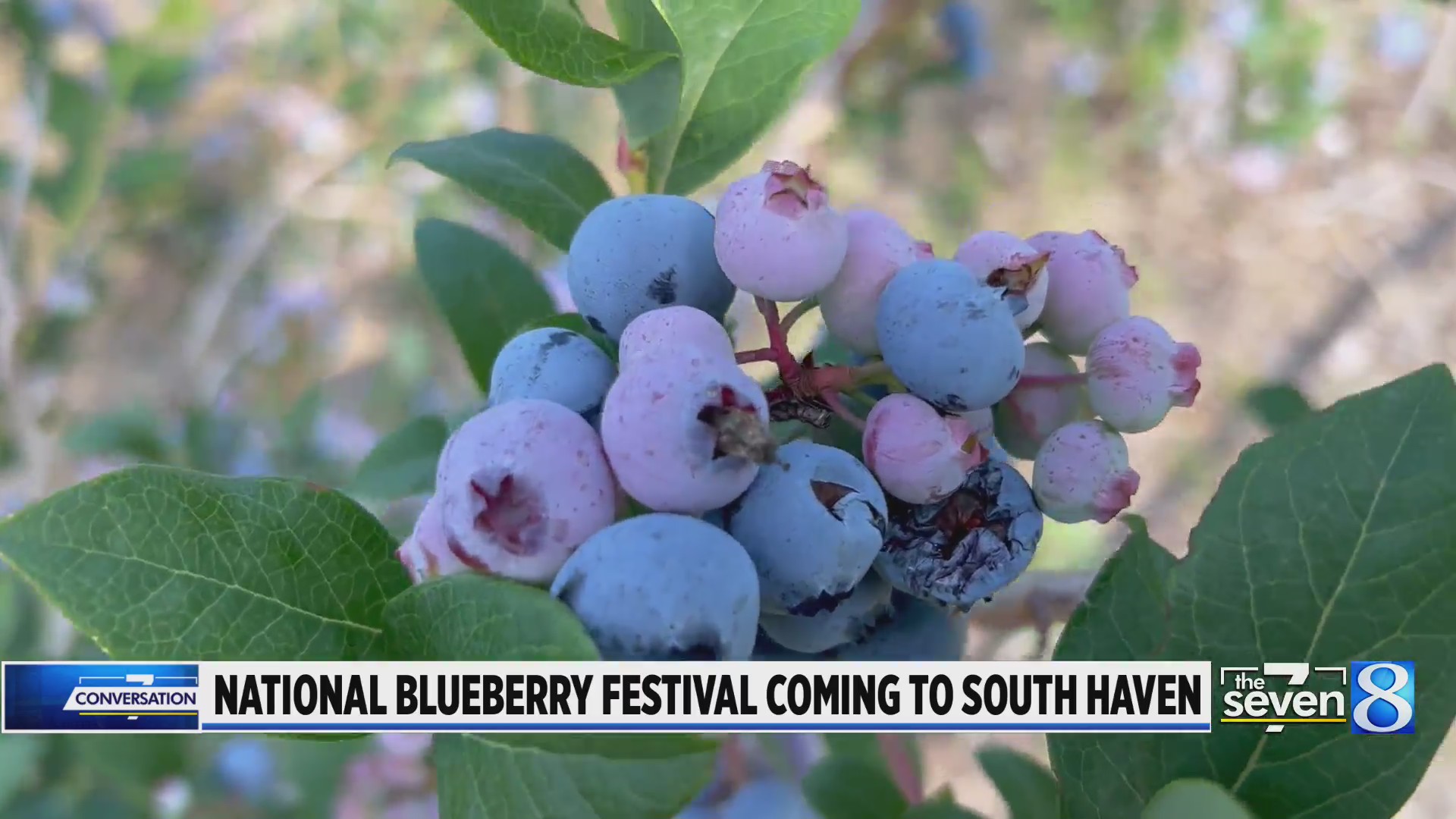 National Blueberry Festival Coming To South Haven WOODTV Com 57FB951E81A3CAED34BF301FC9ECE5C6