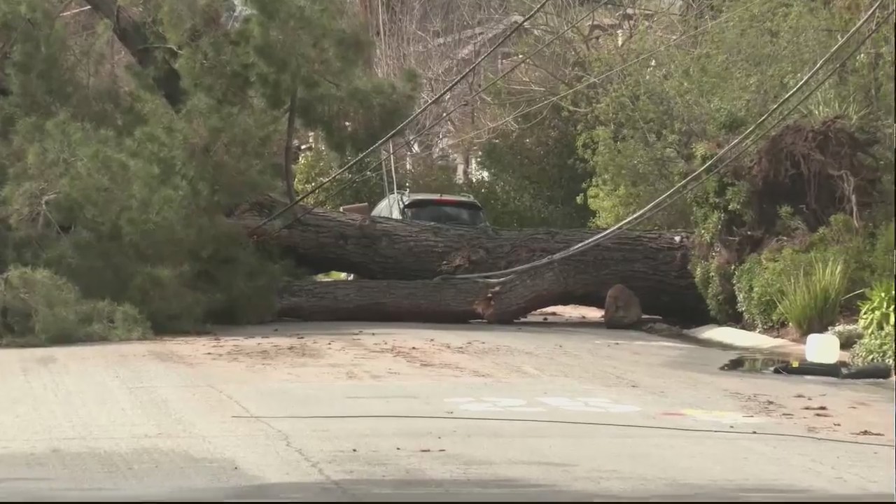 Large fallen tree takes out power lines in Los Altos – KRON4