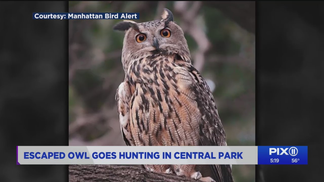 Escaped owl goes hunting in Central Park PIX11(02)