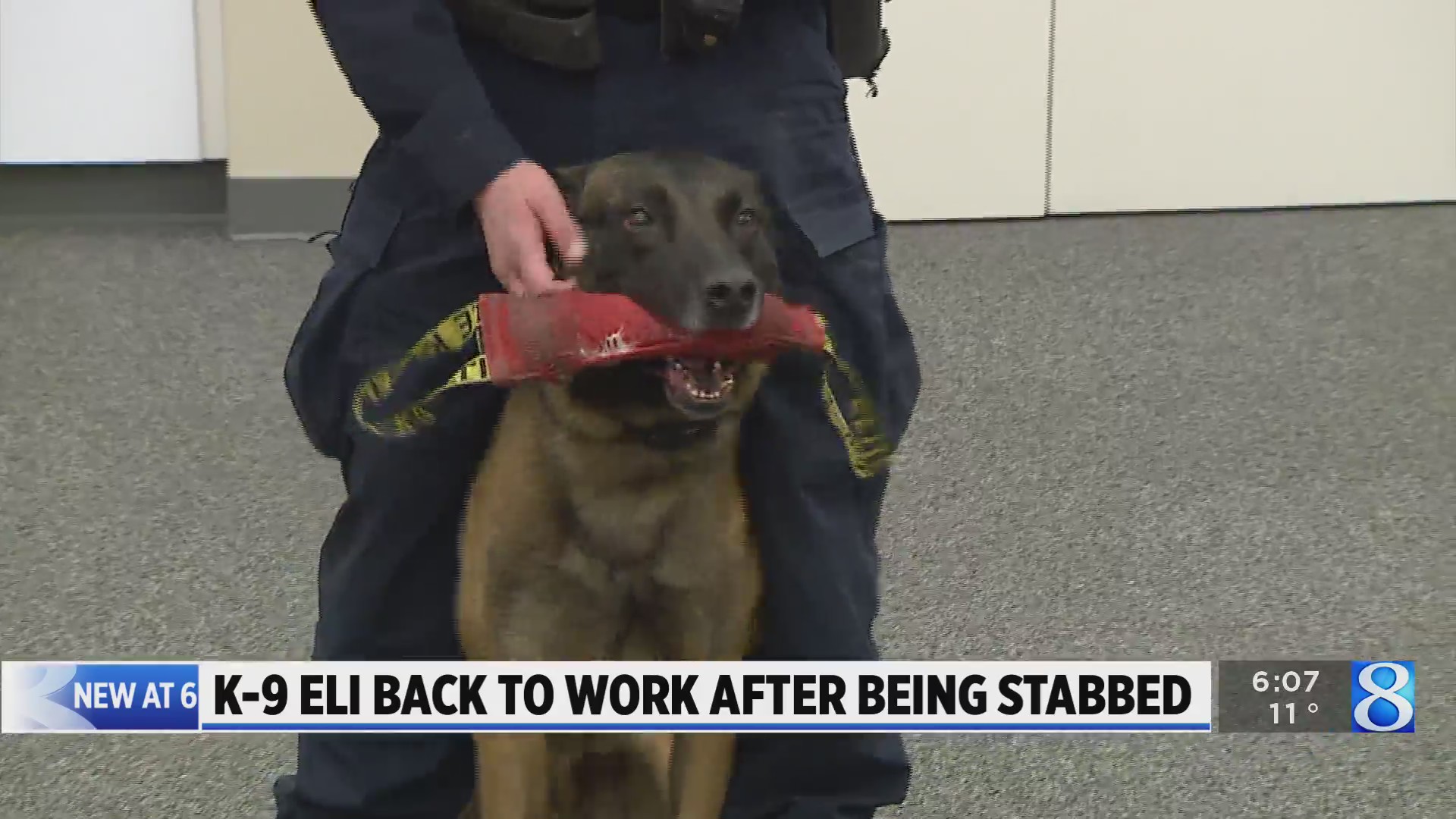 GRPD dog stabbed in November ‘gung-ho’ to be working – WOODTV.com