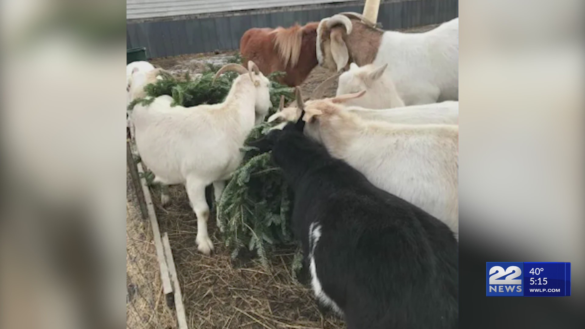 Goats and sheep ready to eat Christmas trees at western Massachusetts