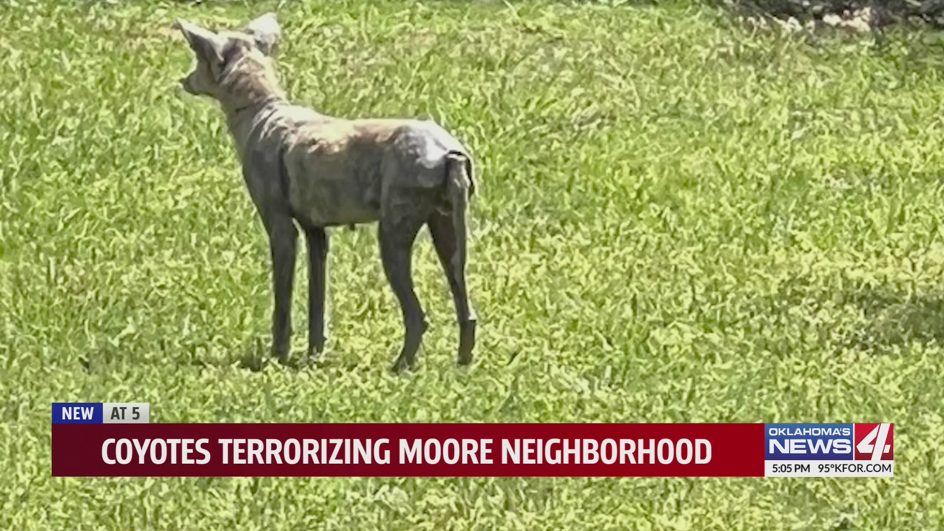 Coyotes terrorizing Moore neighborhood Oklahoma City