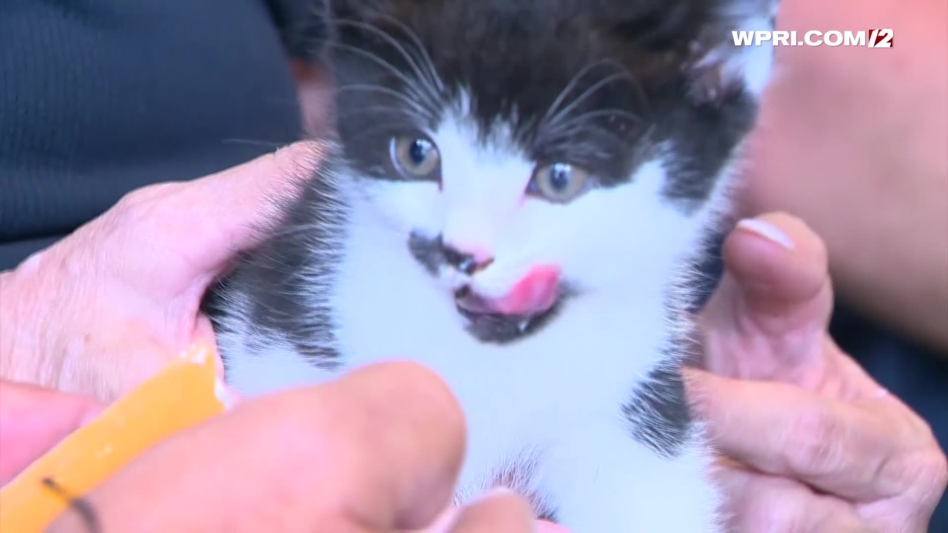 VIDEO NOW Raynham firefighters rescue kitten stuck in storm drain