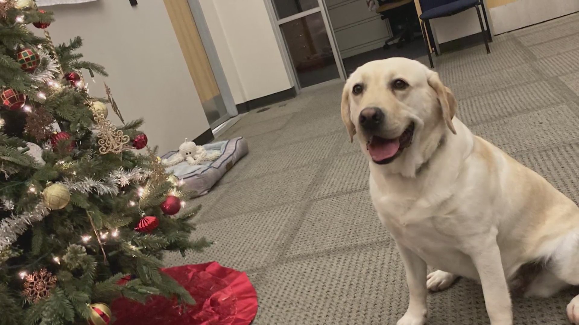 Therapy dog joins Cabell County 911 – WOWK 13 News