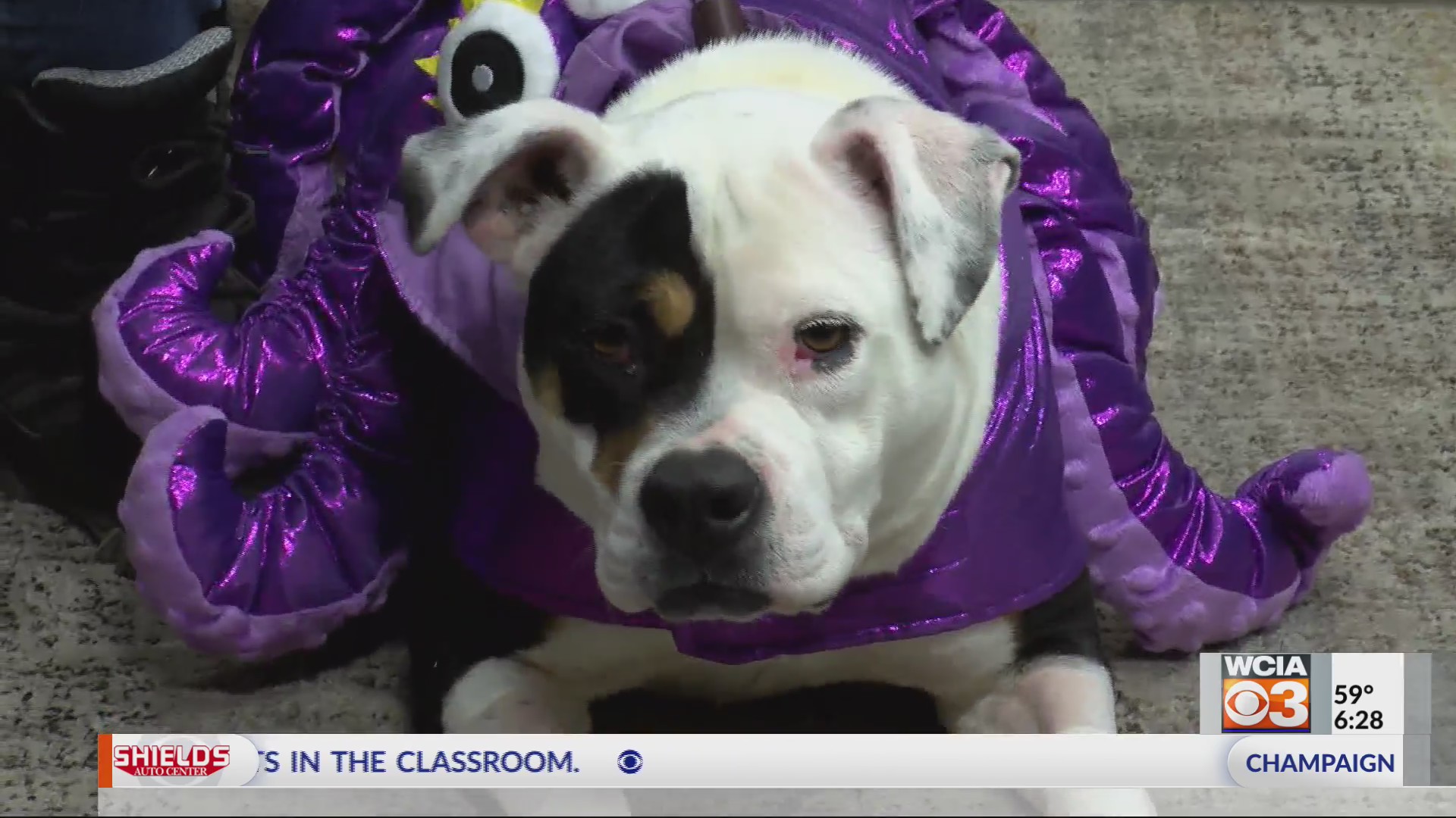 Pet on The Set Bon Voyage