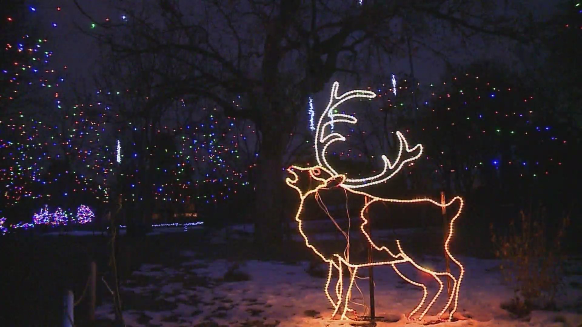 Denver Zoo Lights started with a small group of volunteers FOX31 Denver