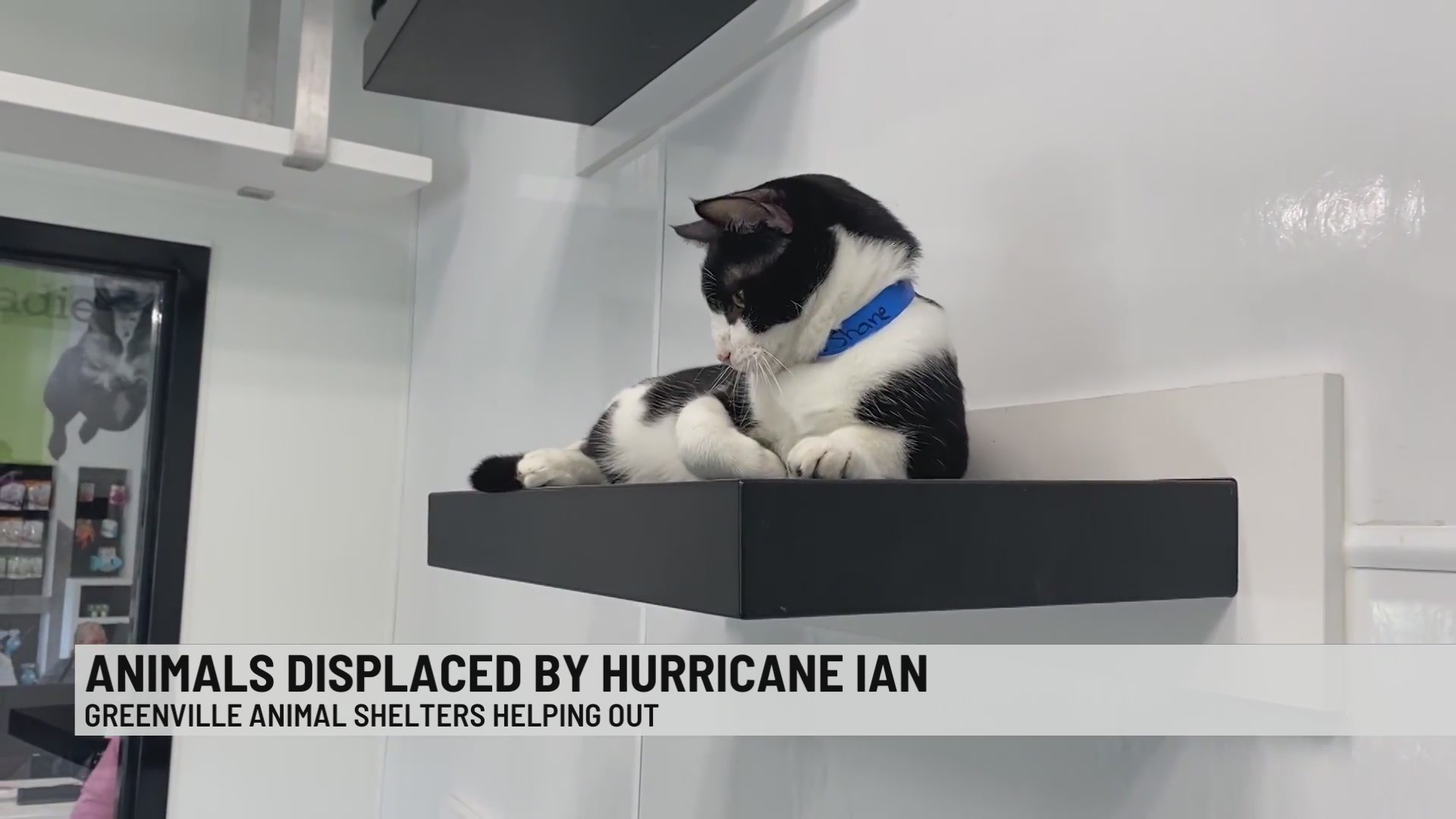 Greenville shelters take in animals evacuated from Hurricane Ian – WSPA ...