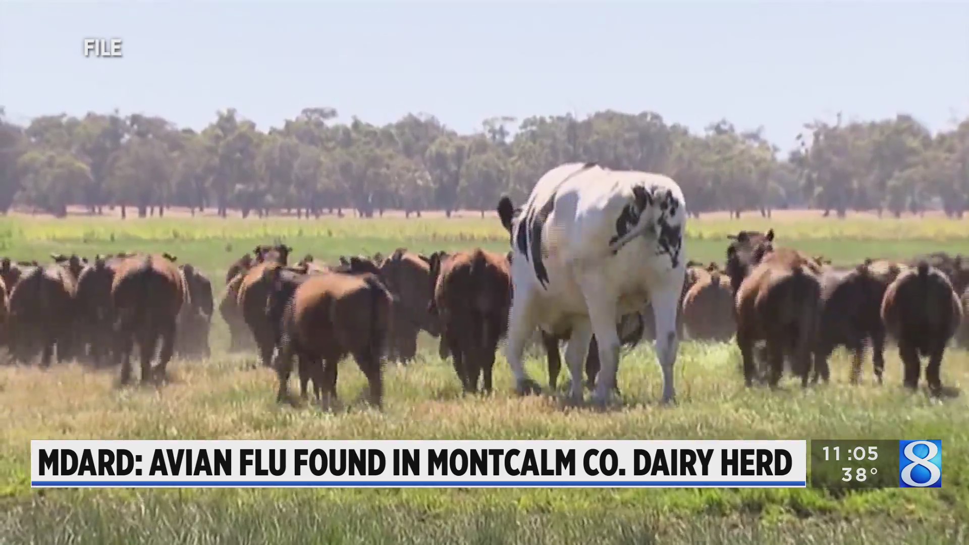MDARD: Avian flu found in Montcalm Co. dairy herd – WOODTV.com