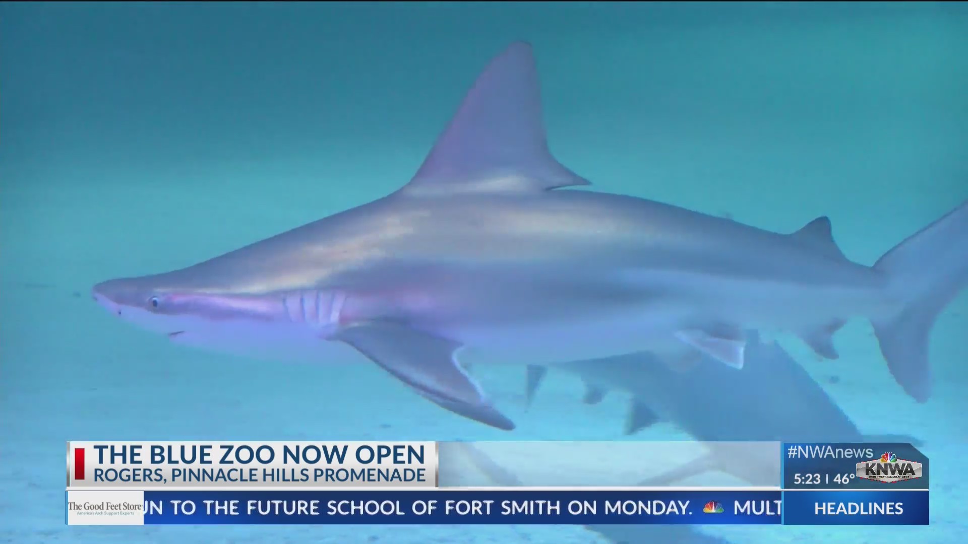 Blue Zoo Aquarium now open in Rogers KNWA FOX24