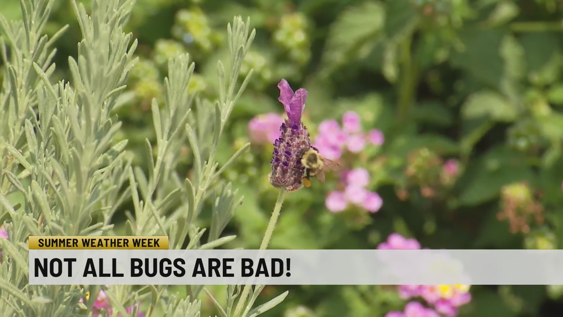 Summer Weather Week: Not all bugs are bad – WSPA 7NEWS