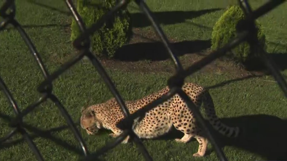 Cheetah, labrador retriever best friends at NJ zoo PIX11