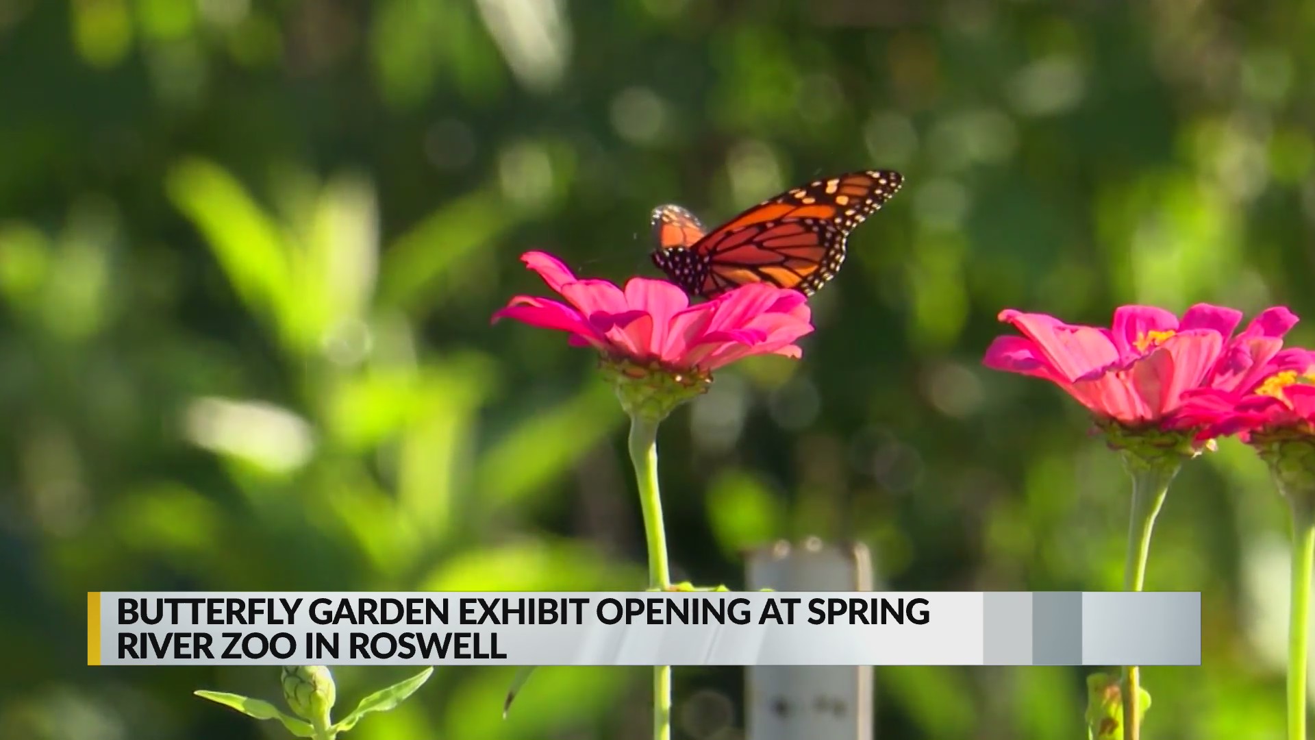 Roswell zoo to open new butterfly exhibit KRQE NEWS 13 Breaking