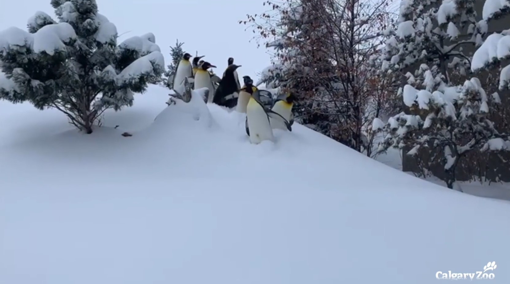 Penguins enjoy snow day at Calgary zoo WNCT