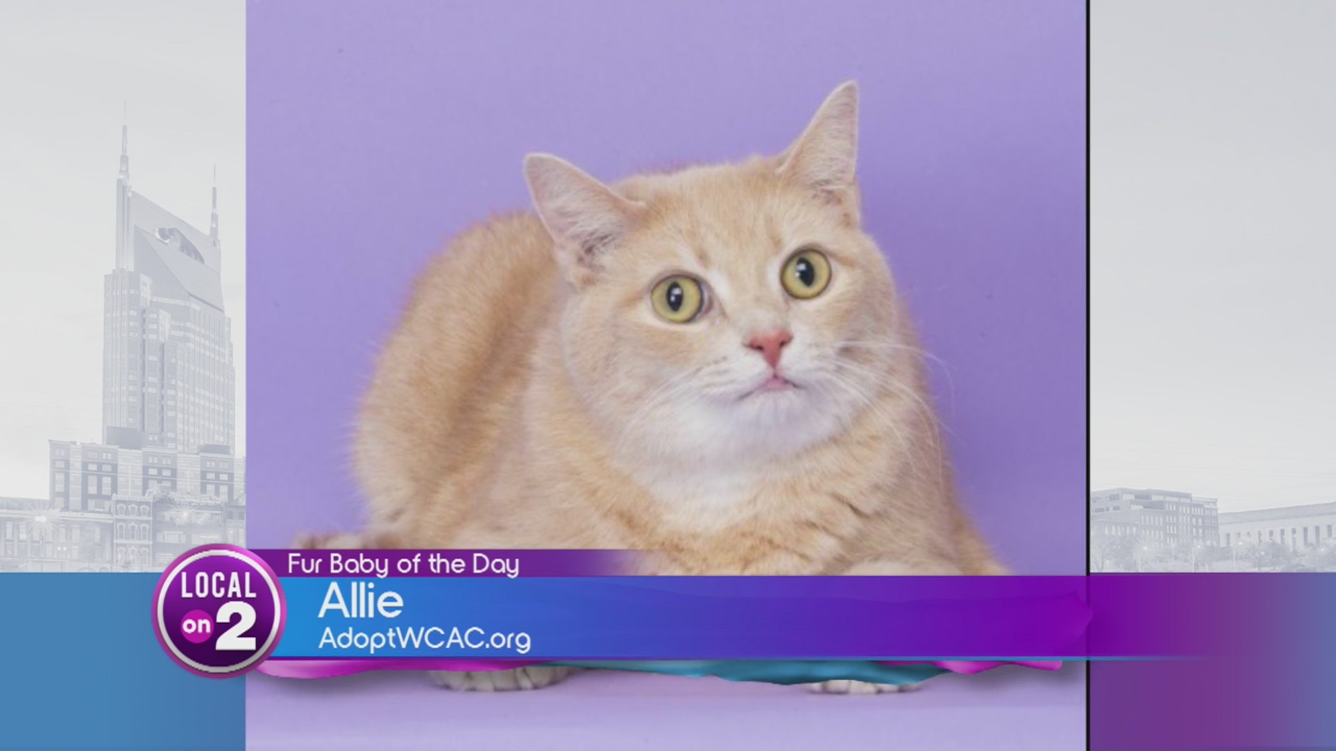 Fur Baby of the Day: Allie! – WKRN News 2