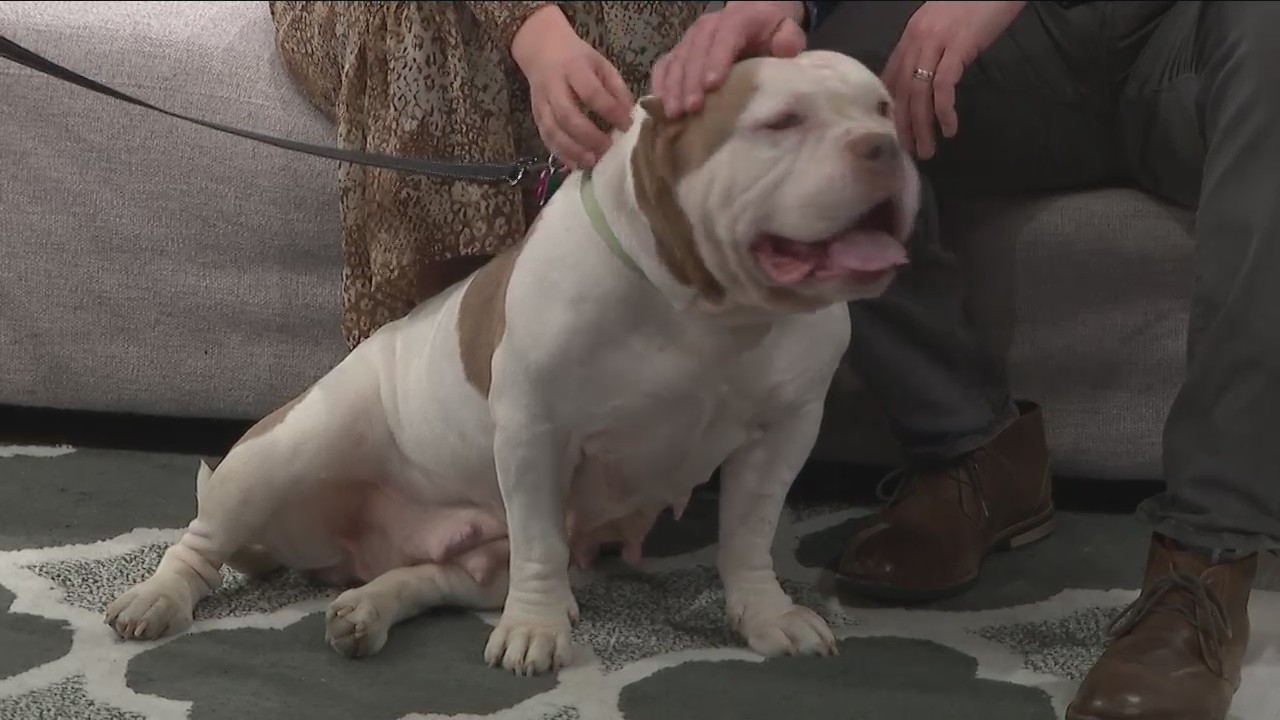 Taffy’s Touch Senior Dog Rescue 1/29/24 Fox 59