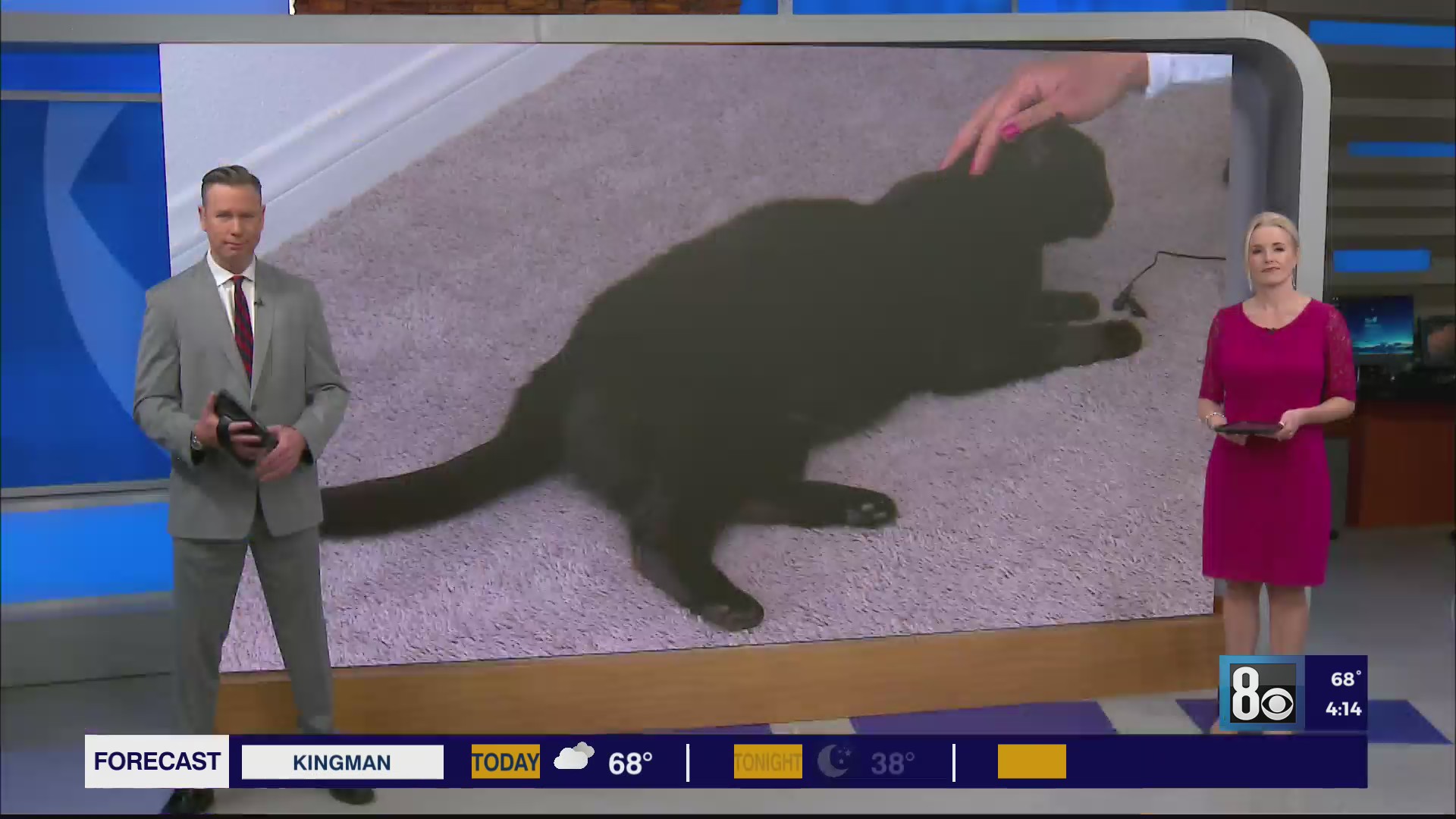 Cat survives 14-month journey to Las Vegas from Alabama – WKRN News 2
