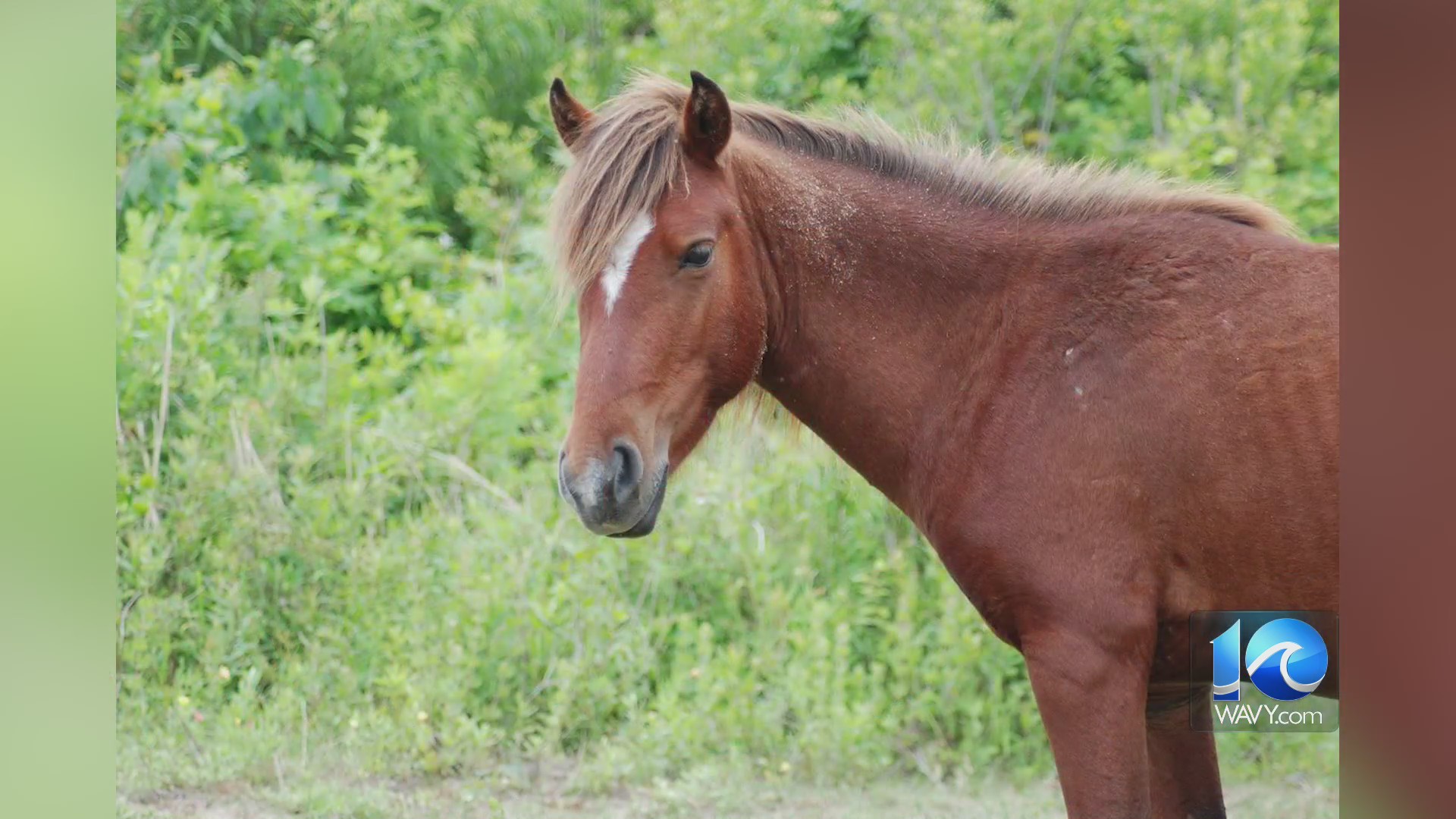 Wild horse in Corolla euthanized after being hit by vehicle – WAVY.com