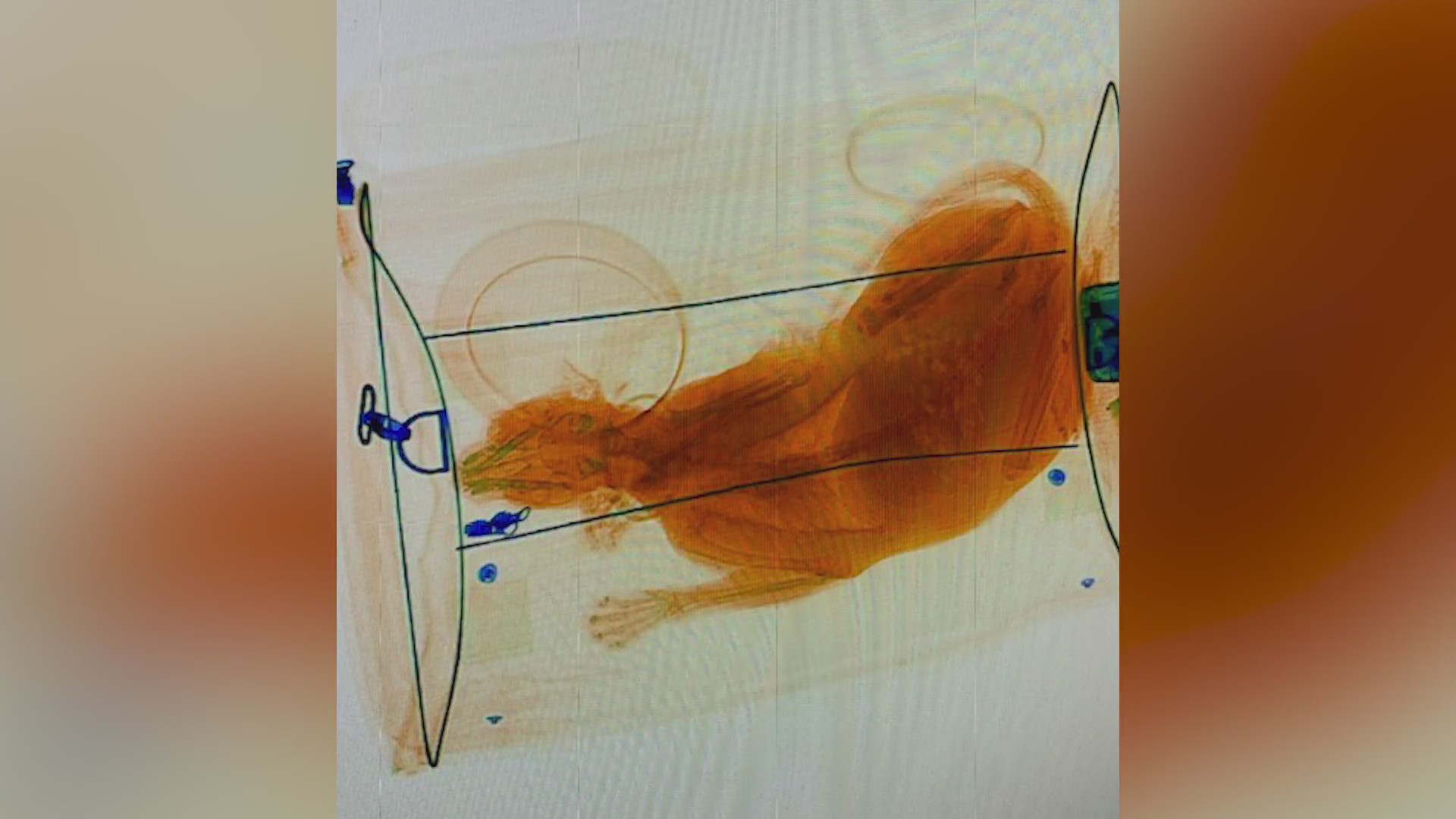 Pet goes through Xray machine at Norfolk Airport FOX21 News Colorado