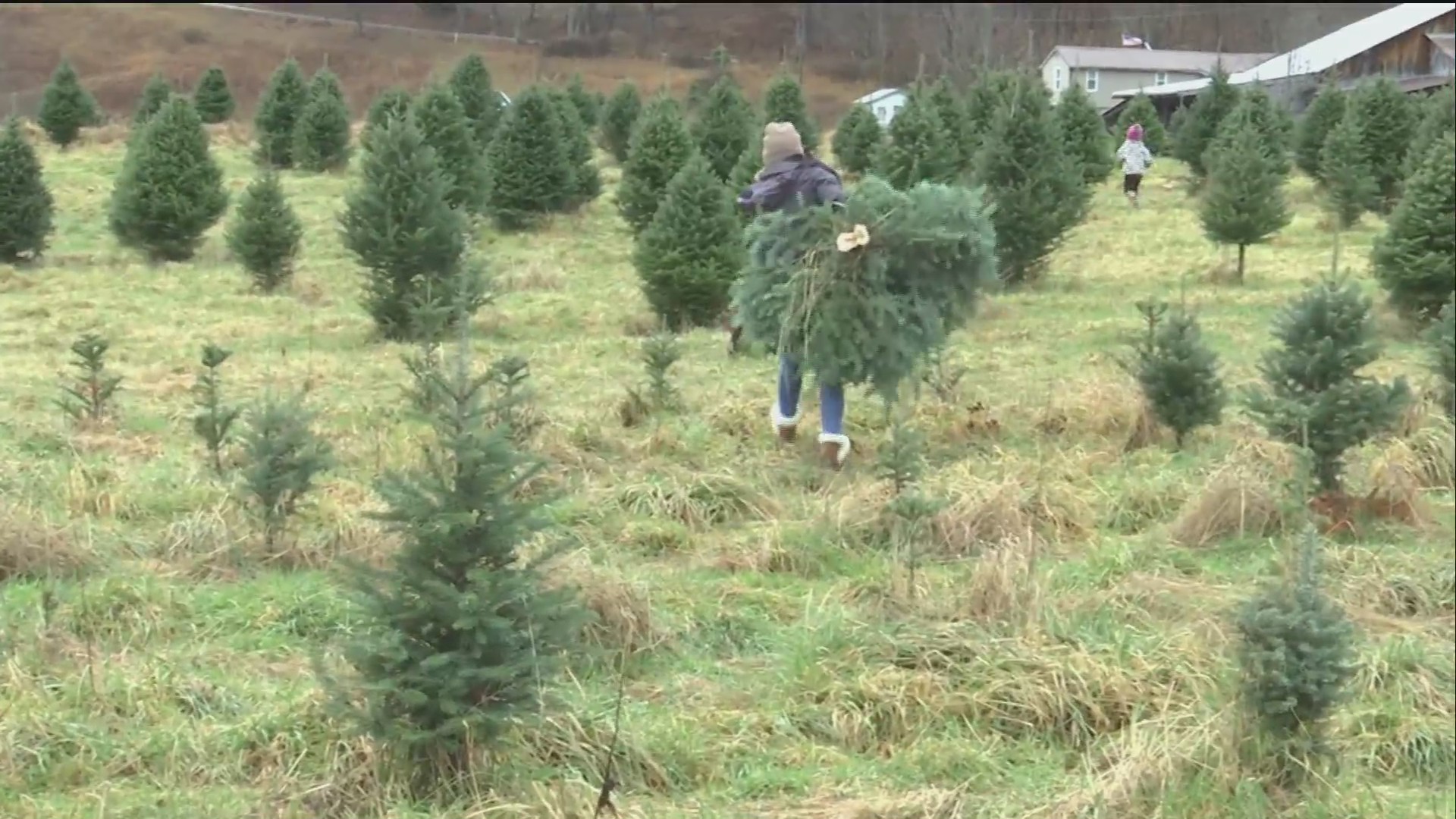 304 Today French Creek Christmas Tree Farm