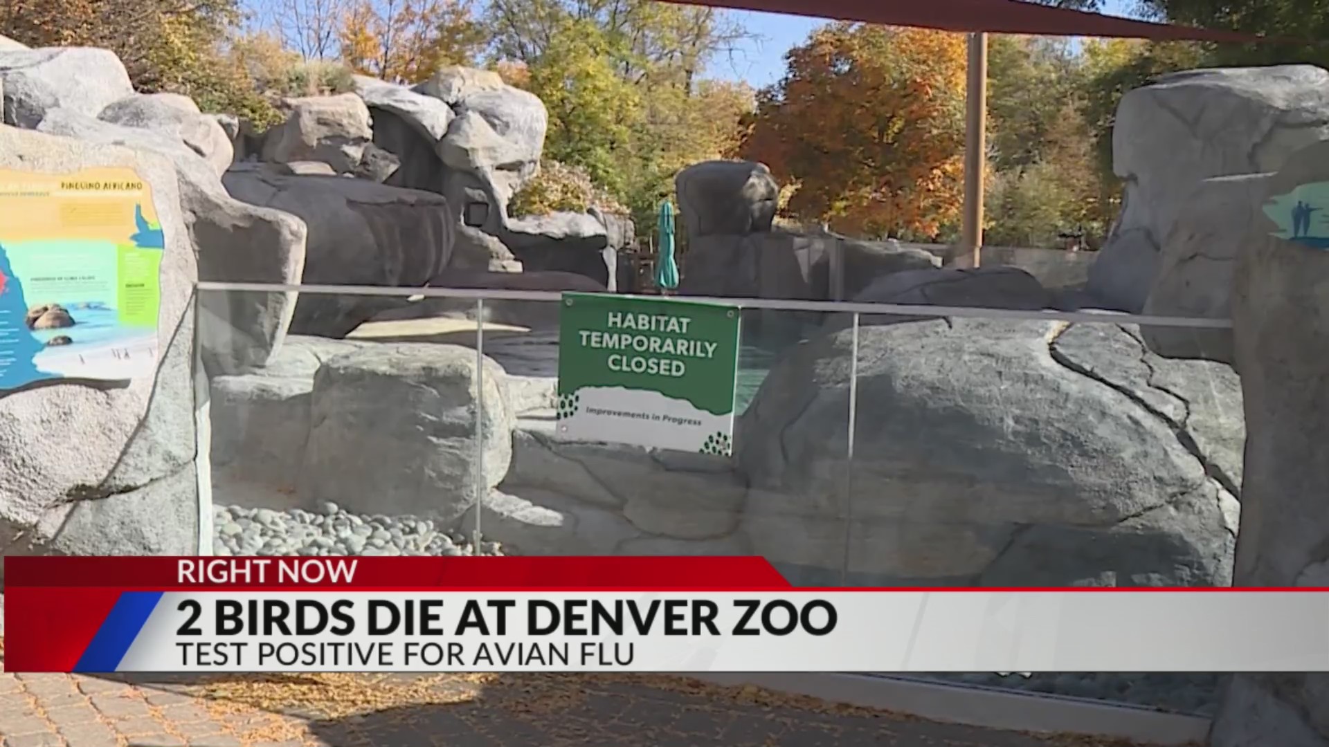2 birds that died at Denver Zoo test positive for avian flu – FOX31 Denver