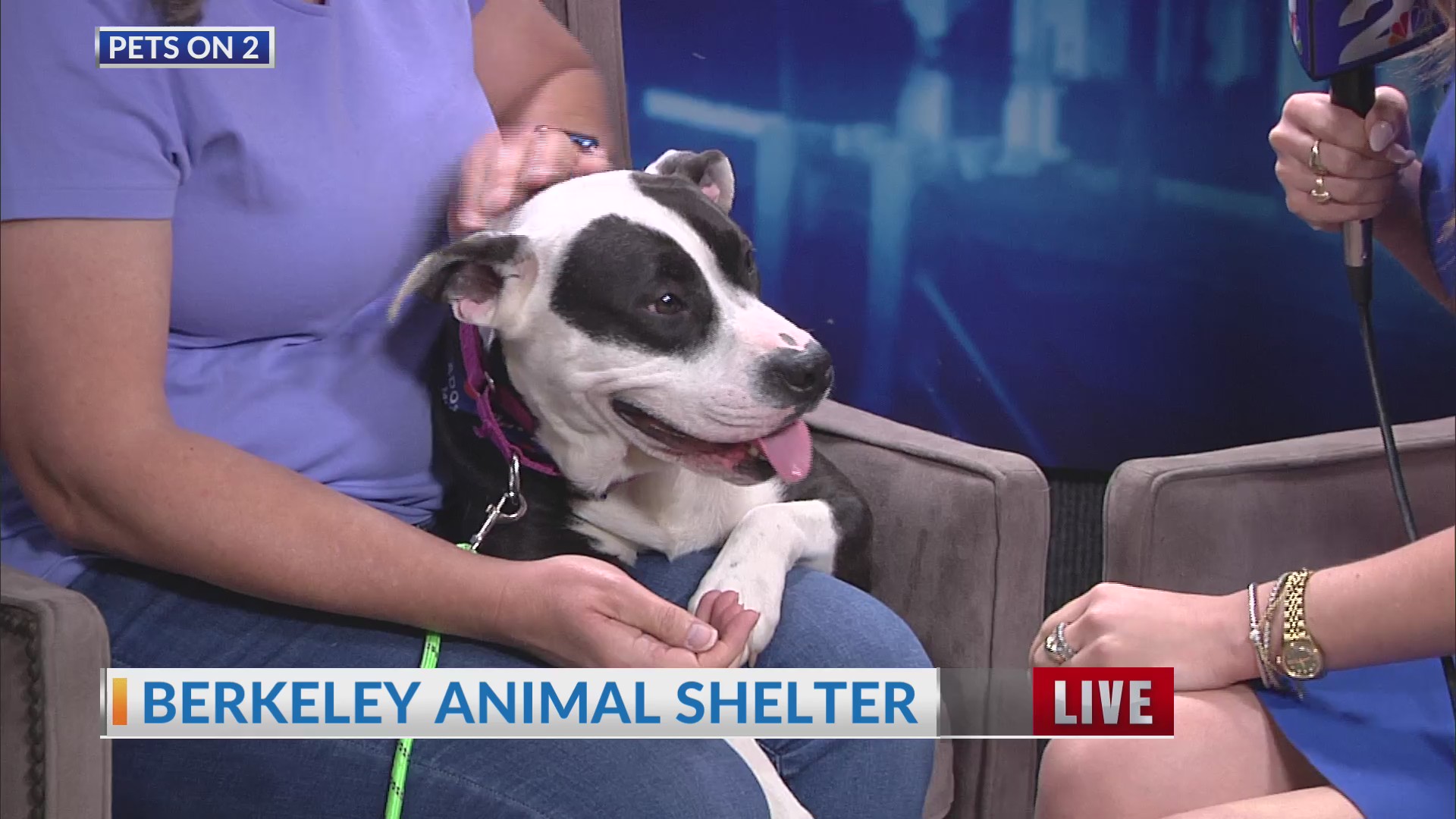Pets on 2: Berkeley Animal Center – Lana – WCBD News 2