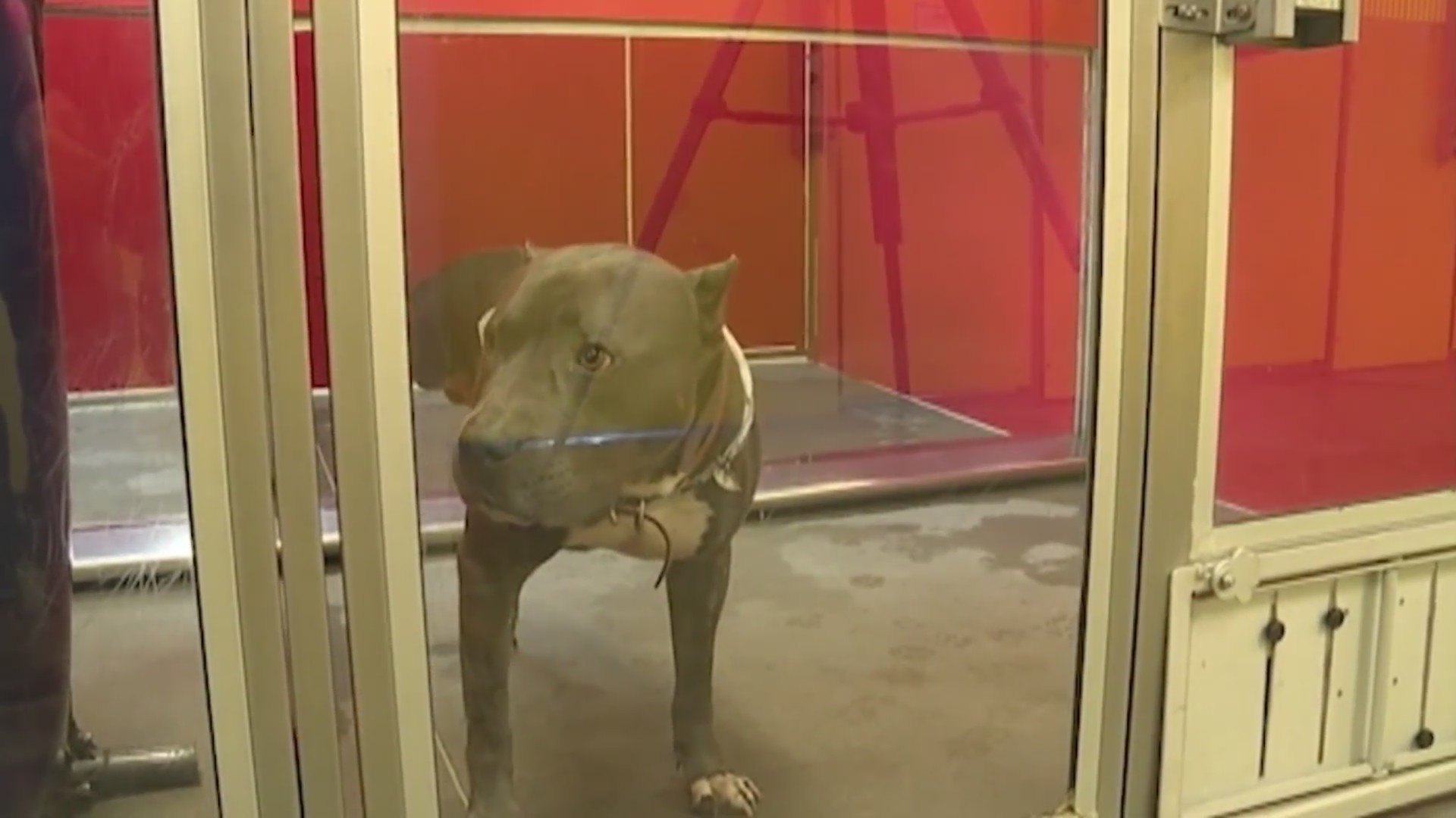 Organizers working to end Independence Pitbull ban, others share