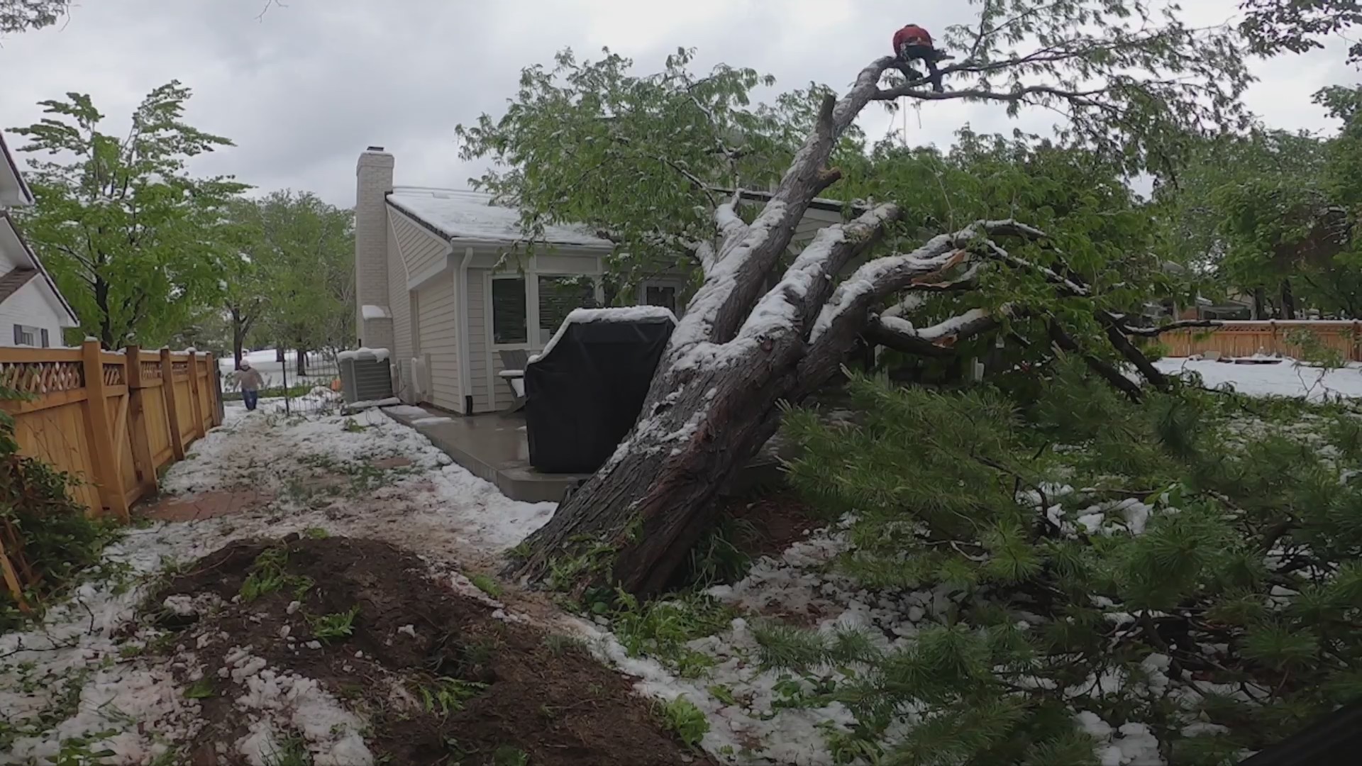 Heavy snow piles on tree causing collapse onto Denver home – FOX31 Denver