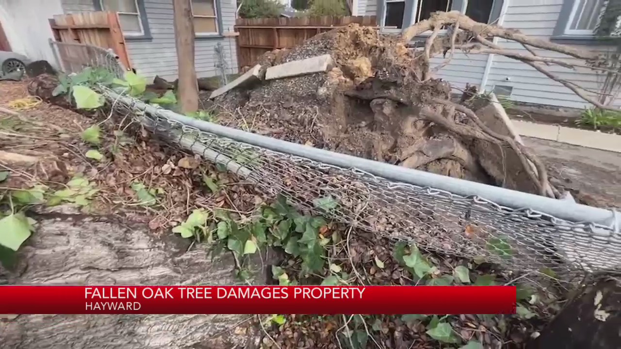 Fallen oak tree damages property in Hayward KRON4
