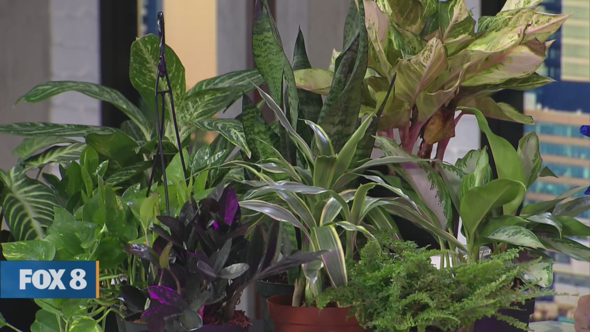 New Day Cleveland Recreational Pots and Plants Fox 8 Cleveland WJW