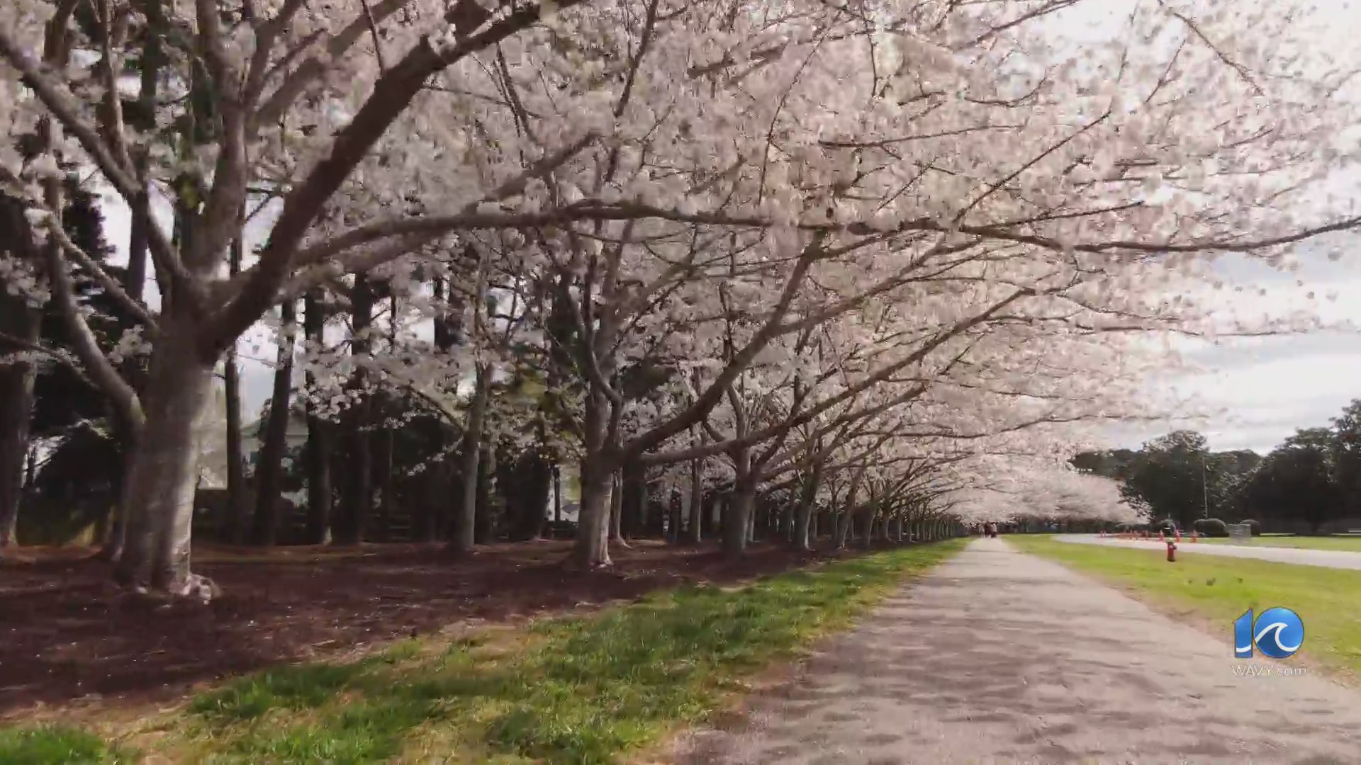 Virginia Beach Cherry Blossom Festival ends Saturday