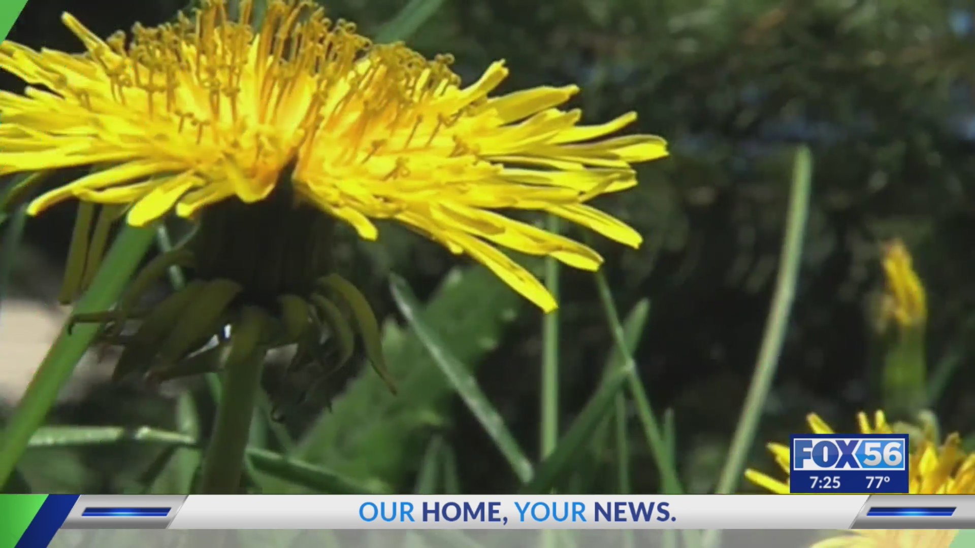 Allergy season is in full bloom in Kentucky FOX 56 News