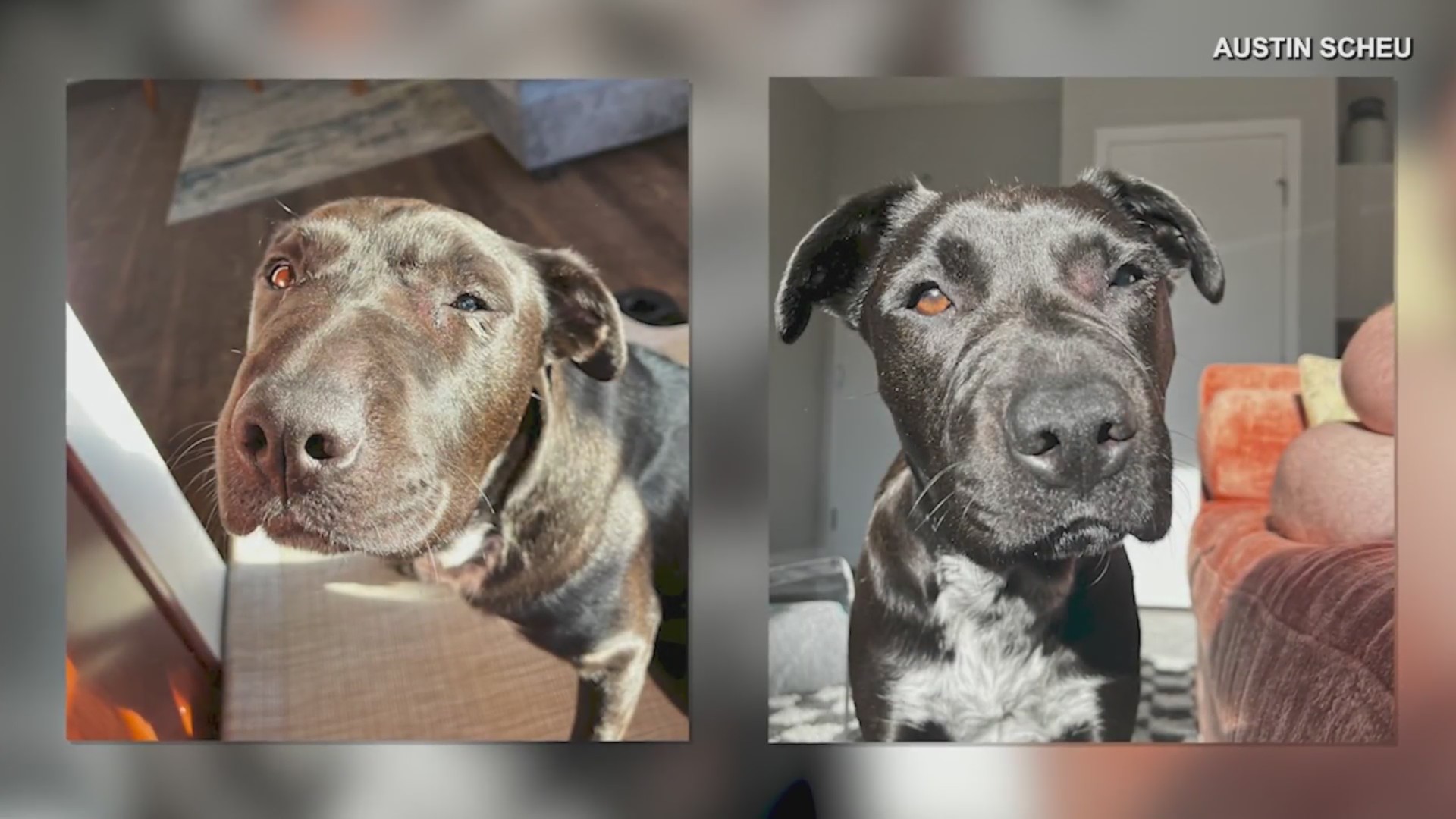 Denver dog recovering after rattlesnake bite FOX31 Denver