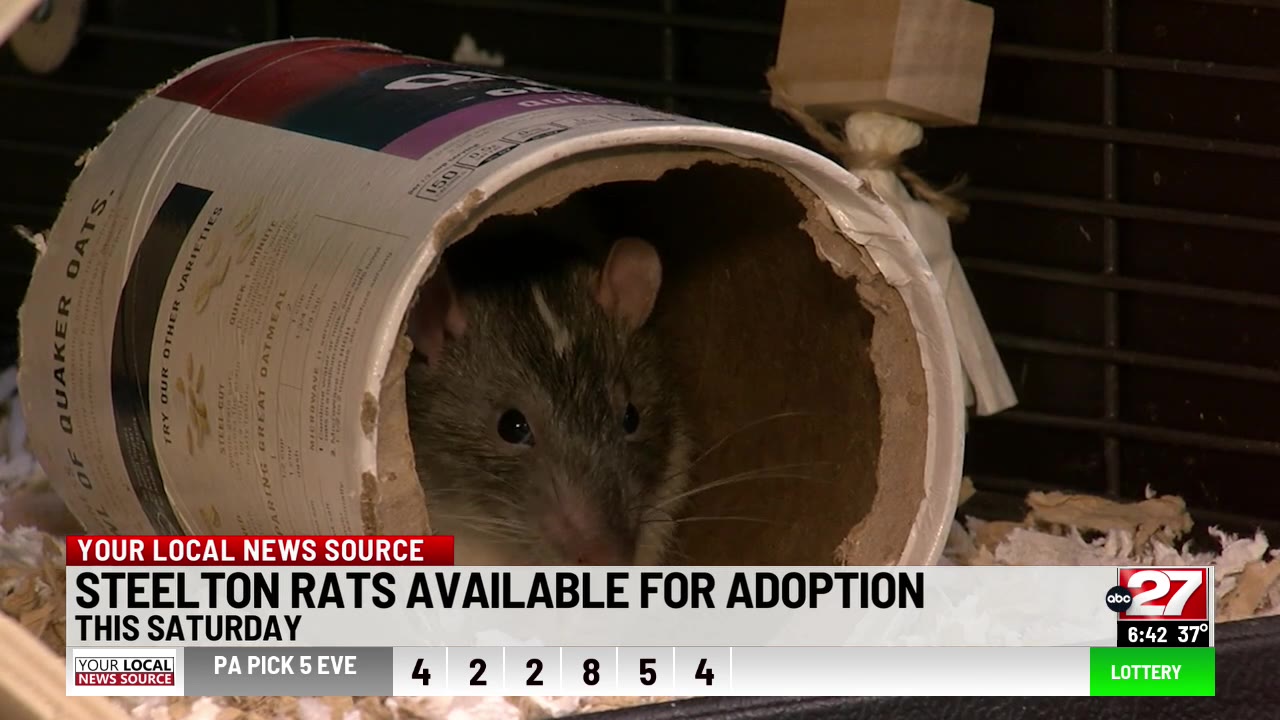 Steelton Rats Available for Adoption – ABC27