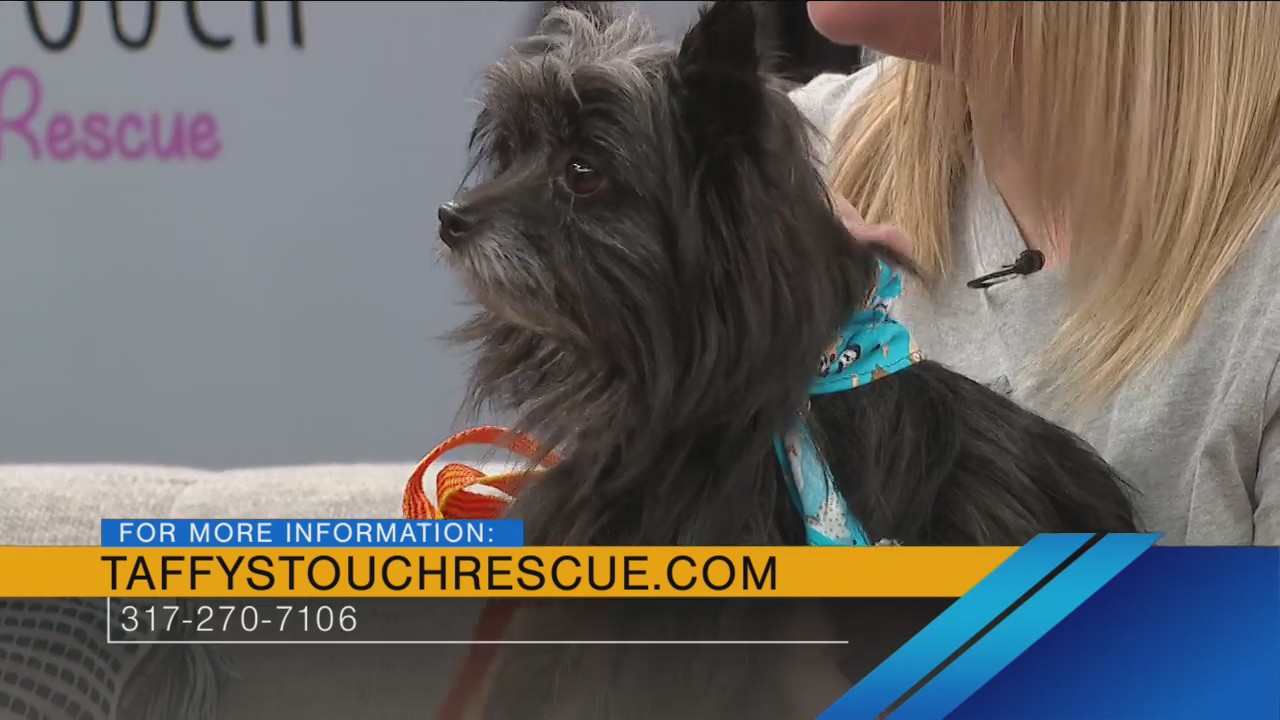 Indy Now, April 24th Taffy’s Touch Senior Dog Rescue, Indy Decorative