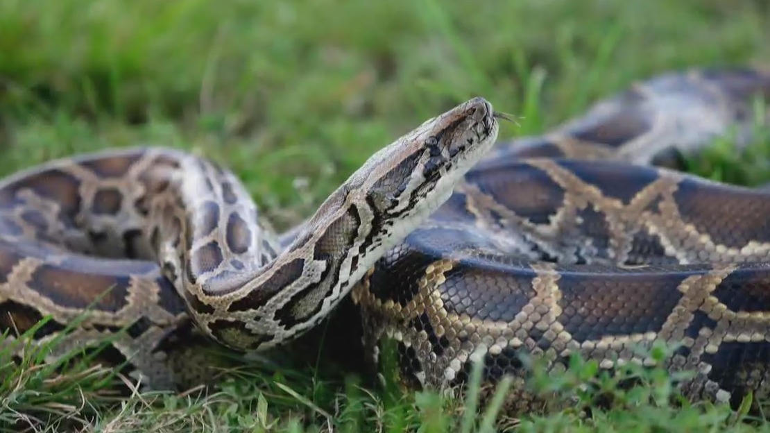 Why would you want to hunt pythons? | Morning in America – NewsNation