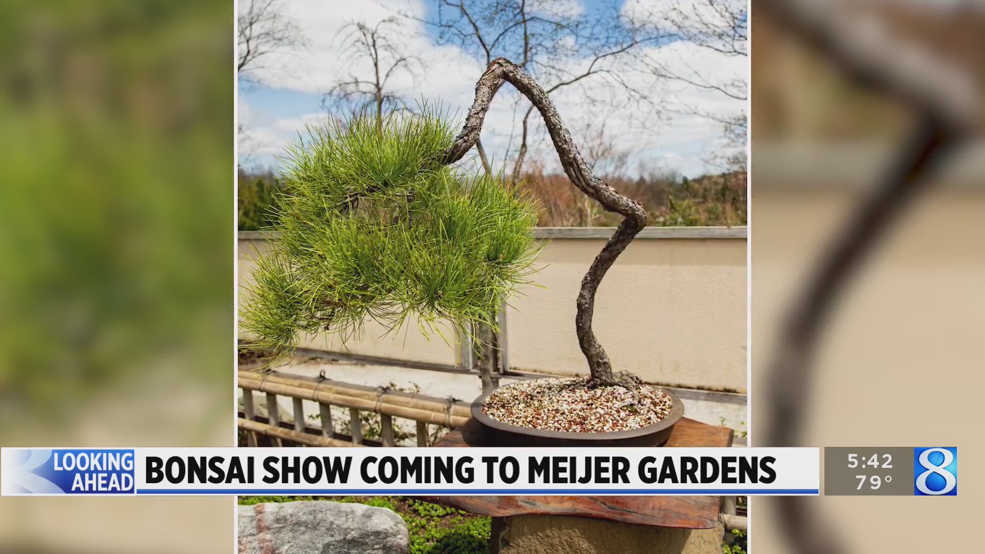 Bonsai show coming to Meijer Gardens