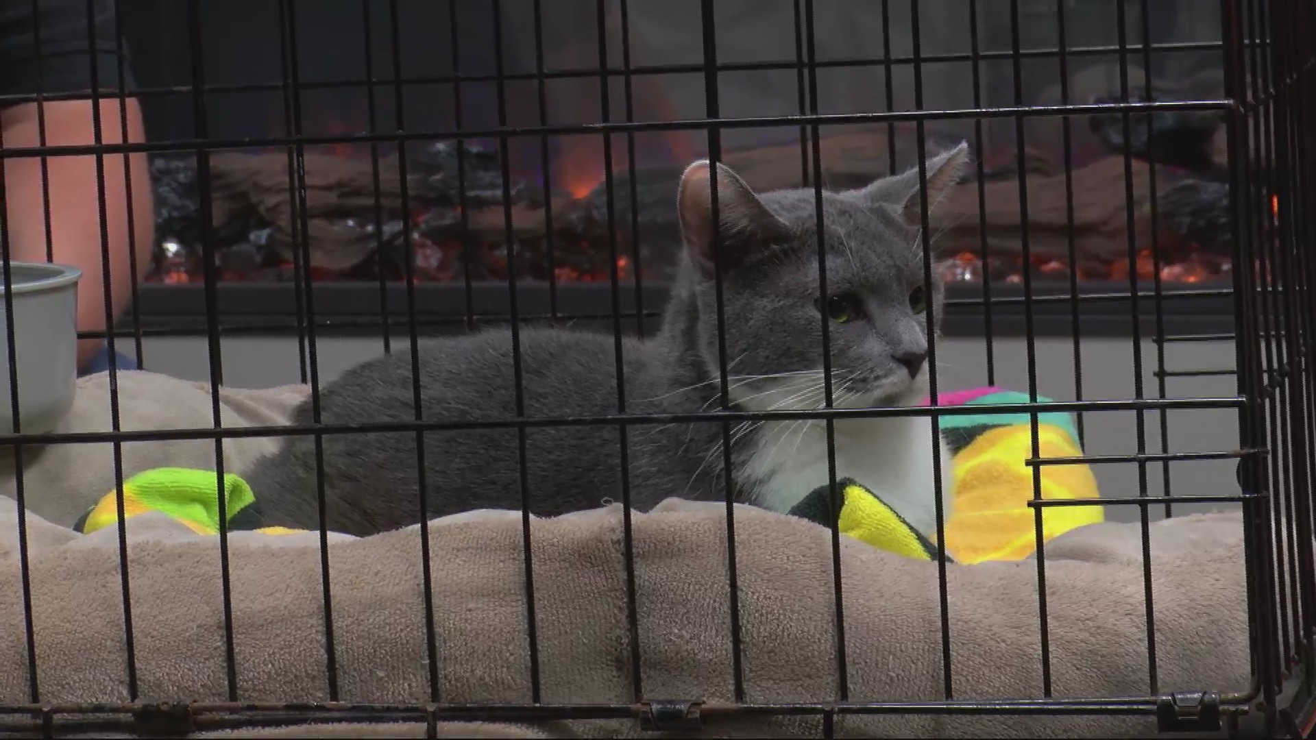 Moore’s Rescue Ranch – WCIA.com