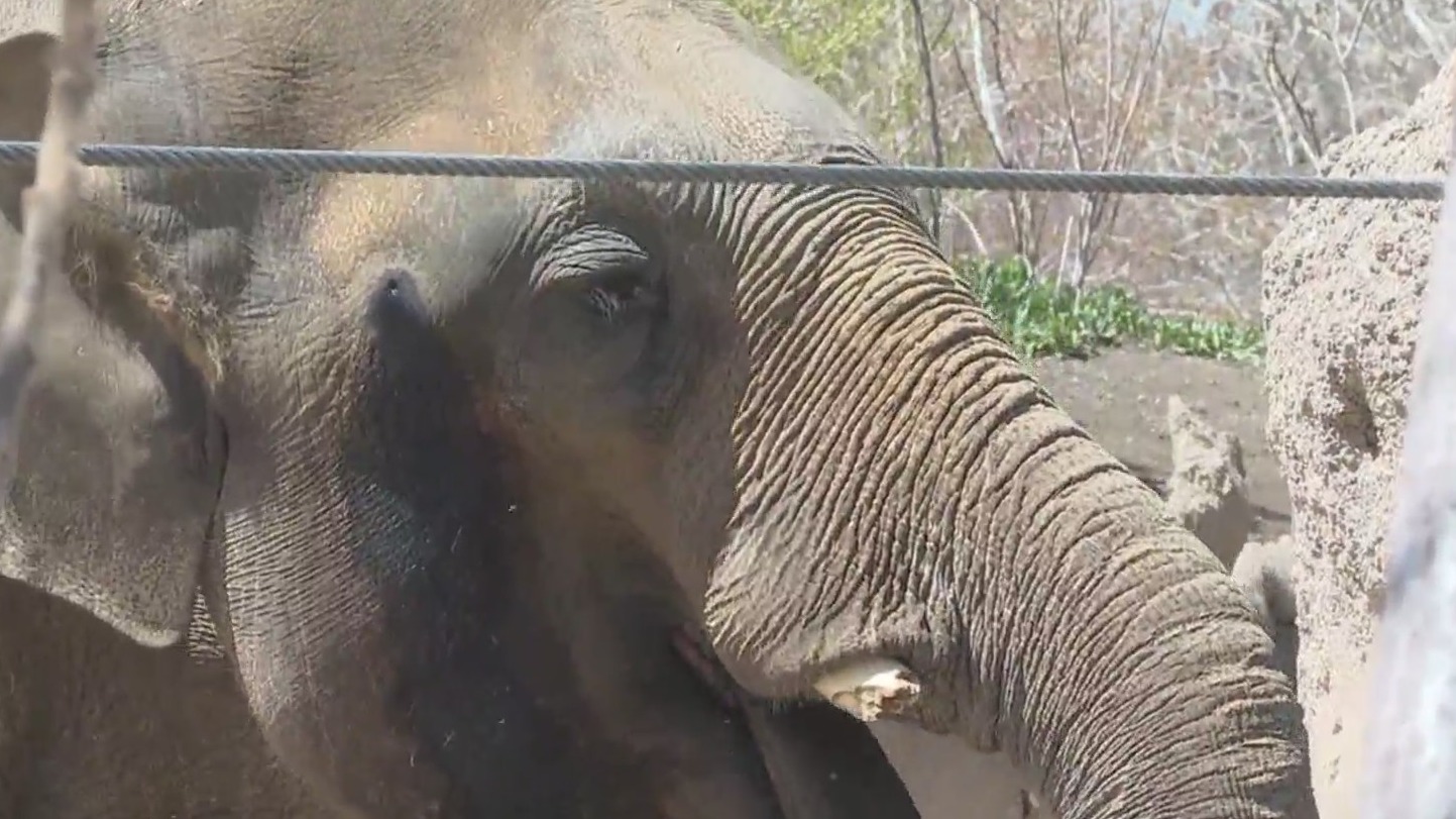 Denver Zoo elephant to be a father – FOX31 Denver