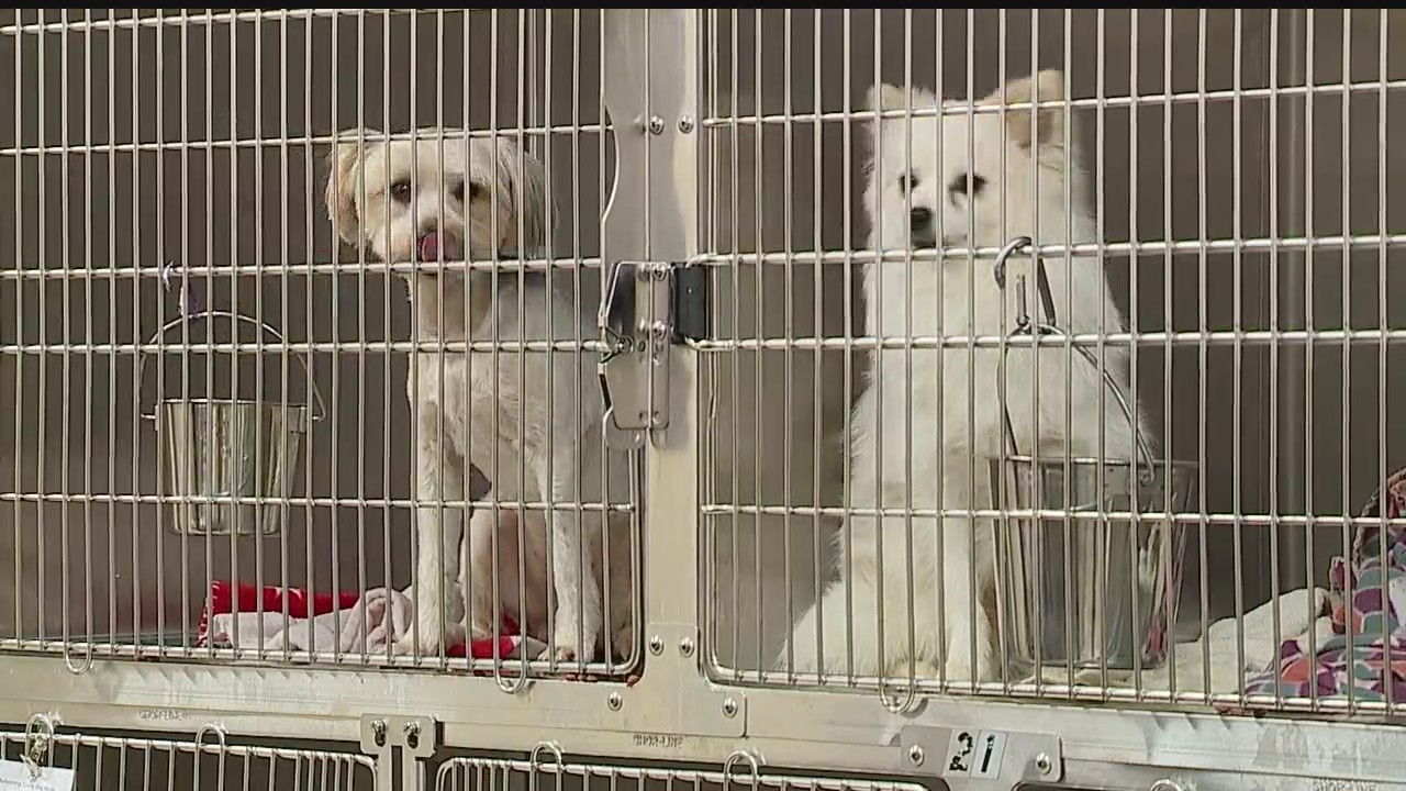 Mahoning County Dog Pound full — no space for surrendered dogs