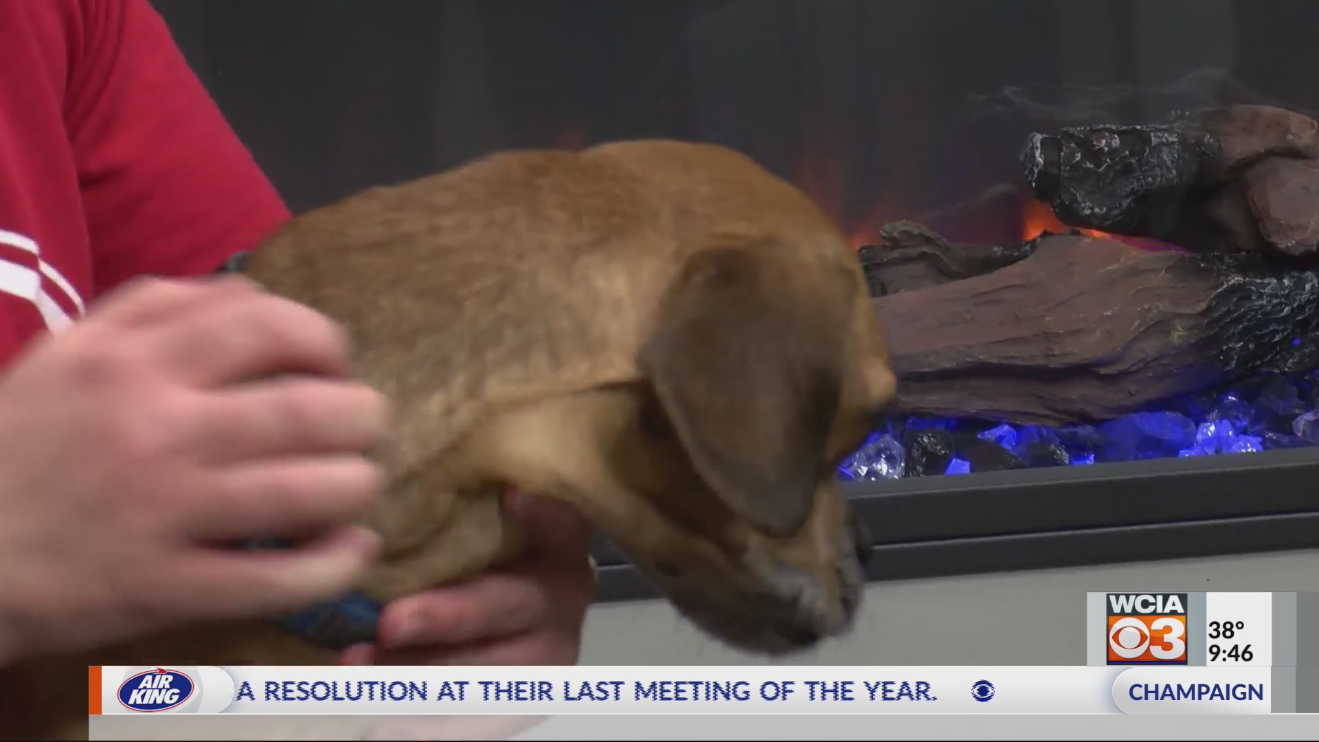 Pet on the Set Stretch