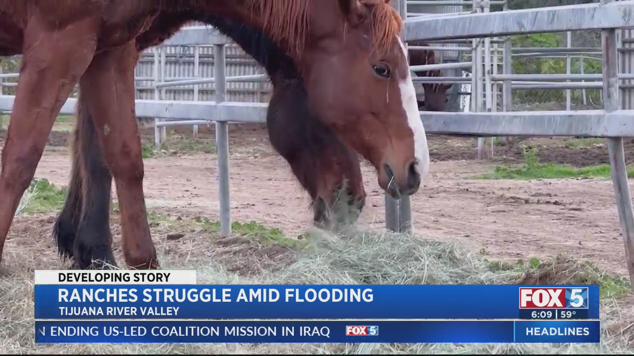 Ranches Struggle Amid Flooding – FOX 5 San Diego & KUSI News