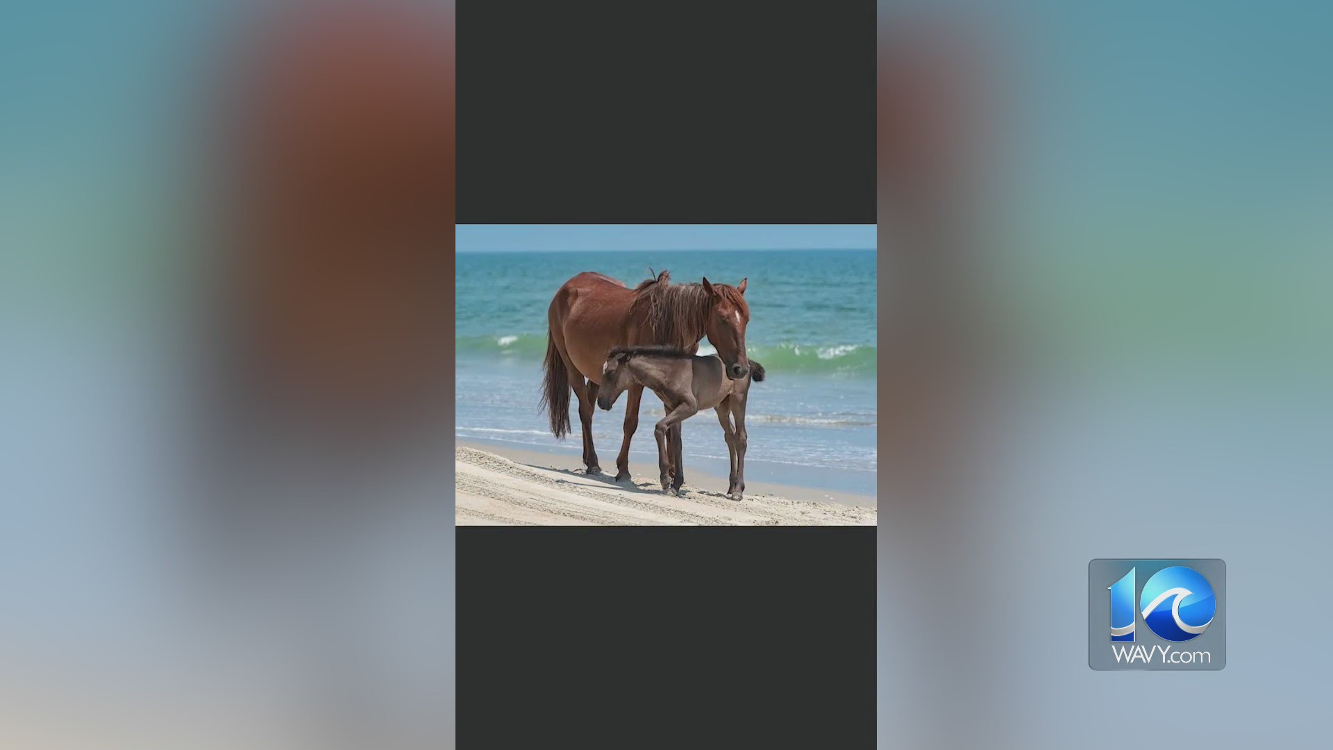 Corolla mare euthanized after being hit by a car – WAVY.com