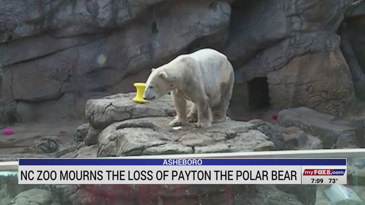 Polar bear dies at the North Carolina Zoo – FOX8 WGHP