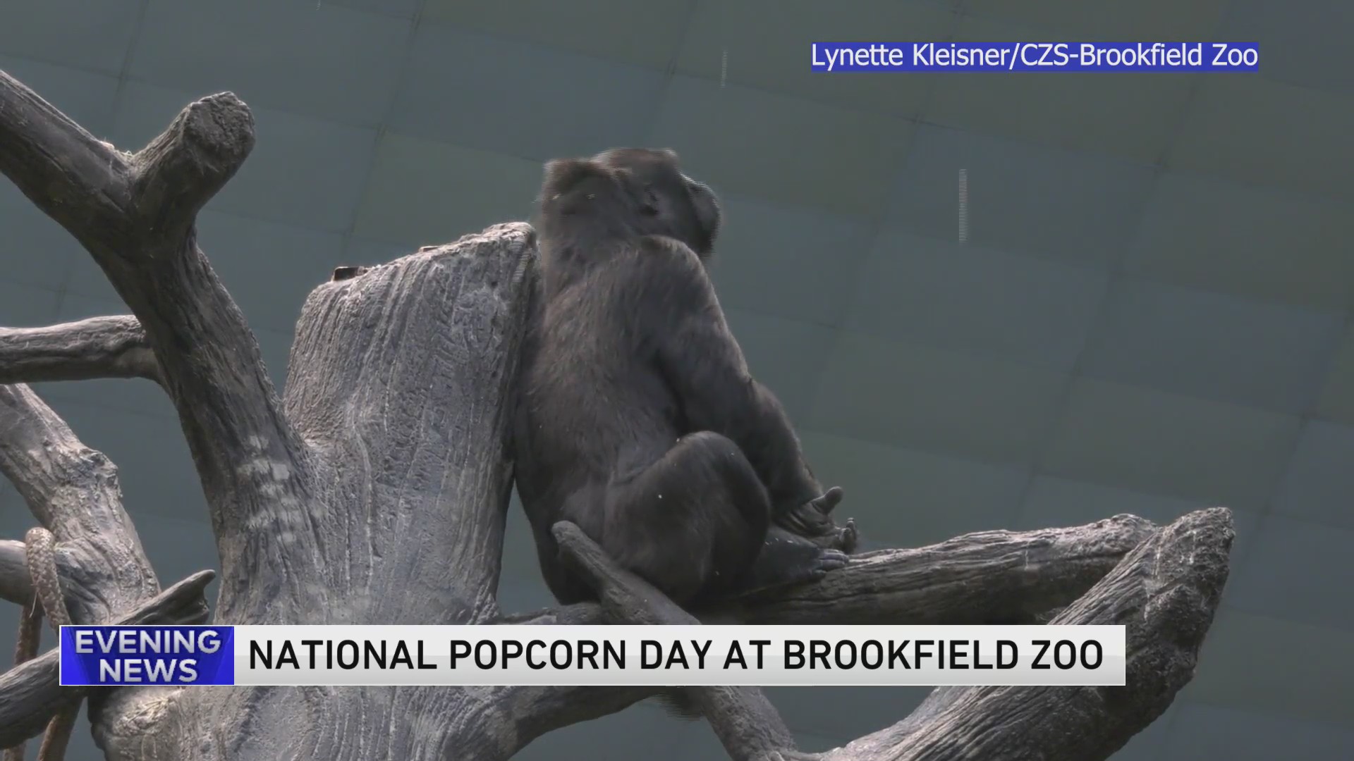 Gorillas celebrate National Popcorn Day at Brookfield Zoo WGNTV