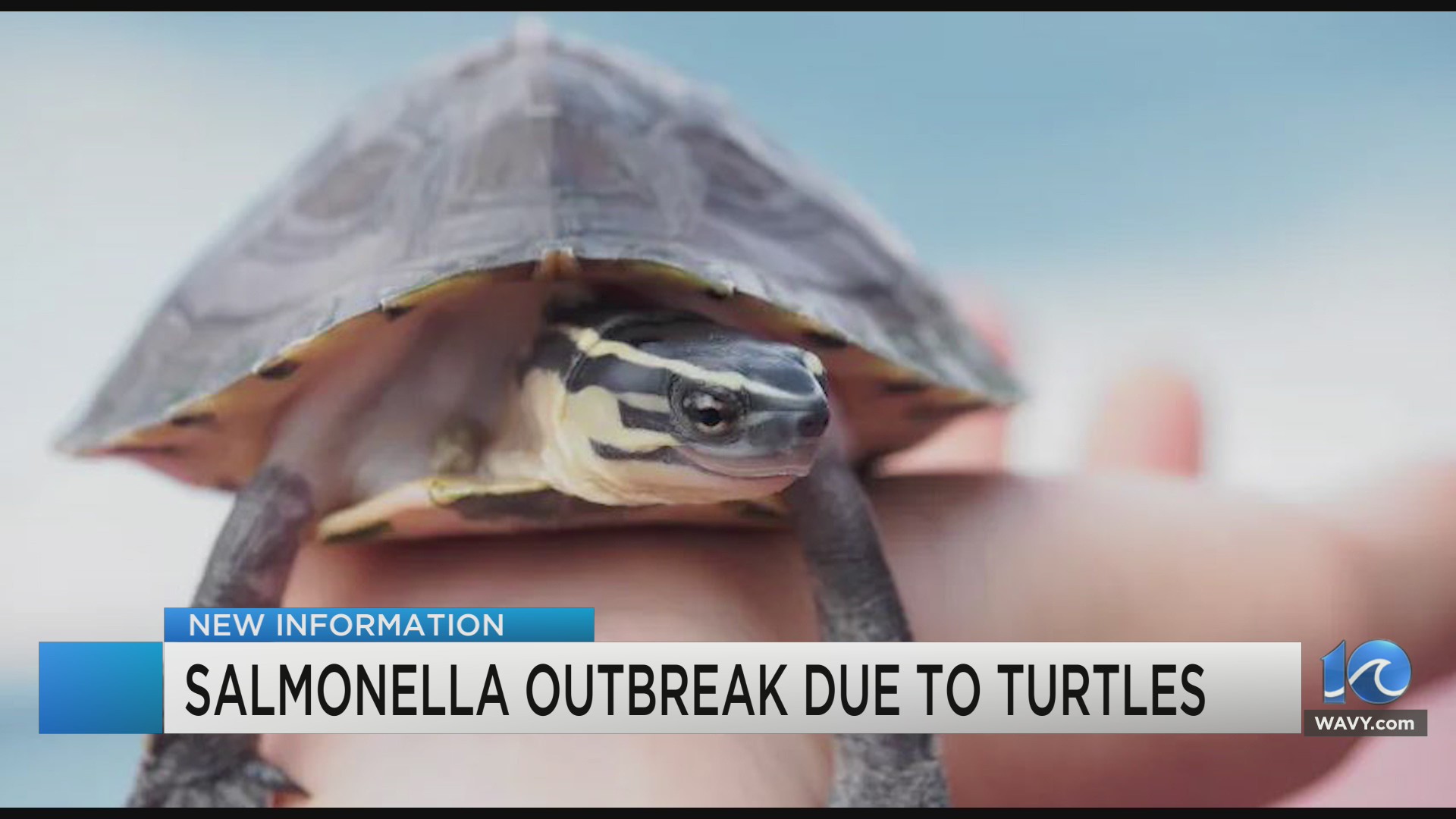 CDC Salmonella outbreak affecting 11 states linked to pet turtles