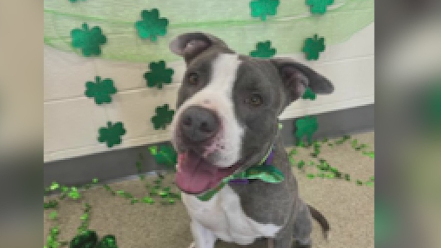 Riverdale Animal Shelter celebrates ‘Odoption’ day FOX31 Denver