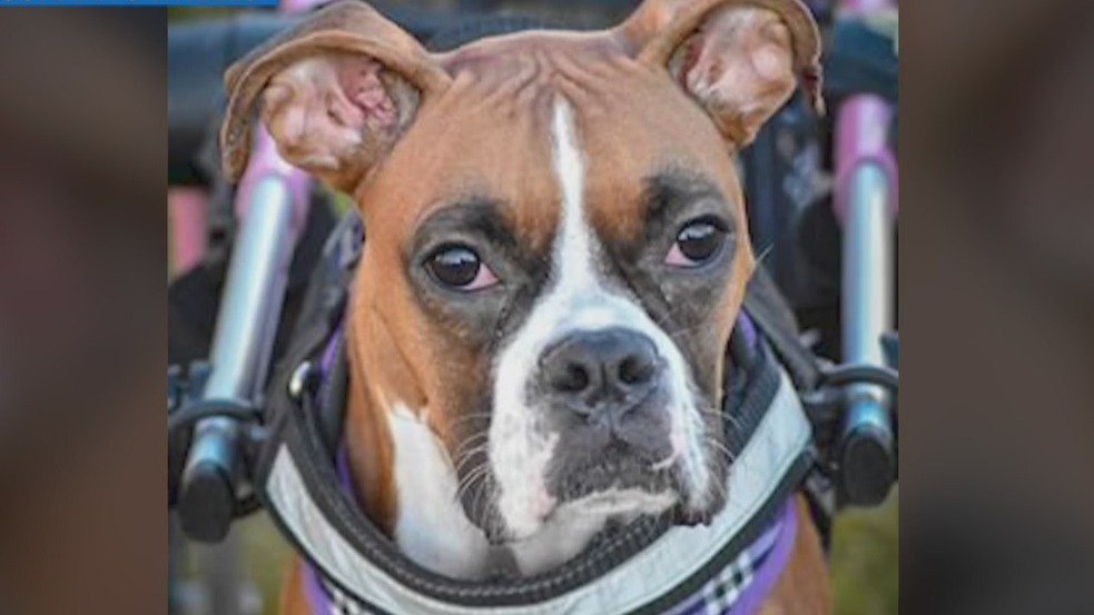 American Hero “Gunnar’s Wheels” giving dogs a new lease on life