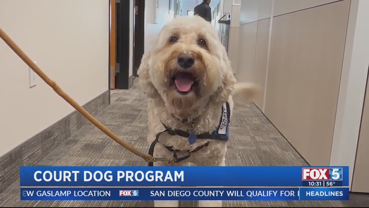 Court Dog Program – FOX 5 San Diego & KUSI News