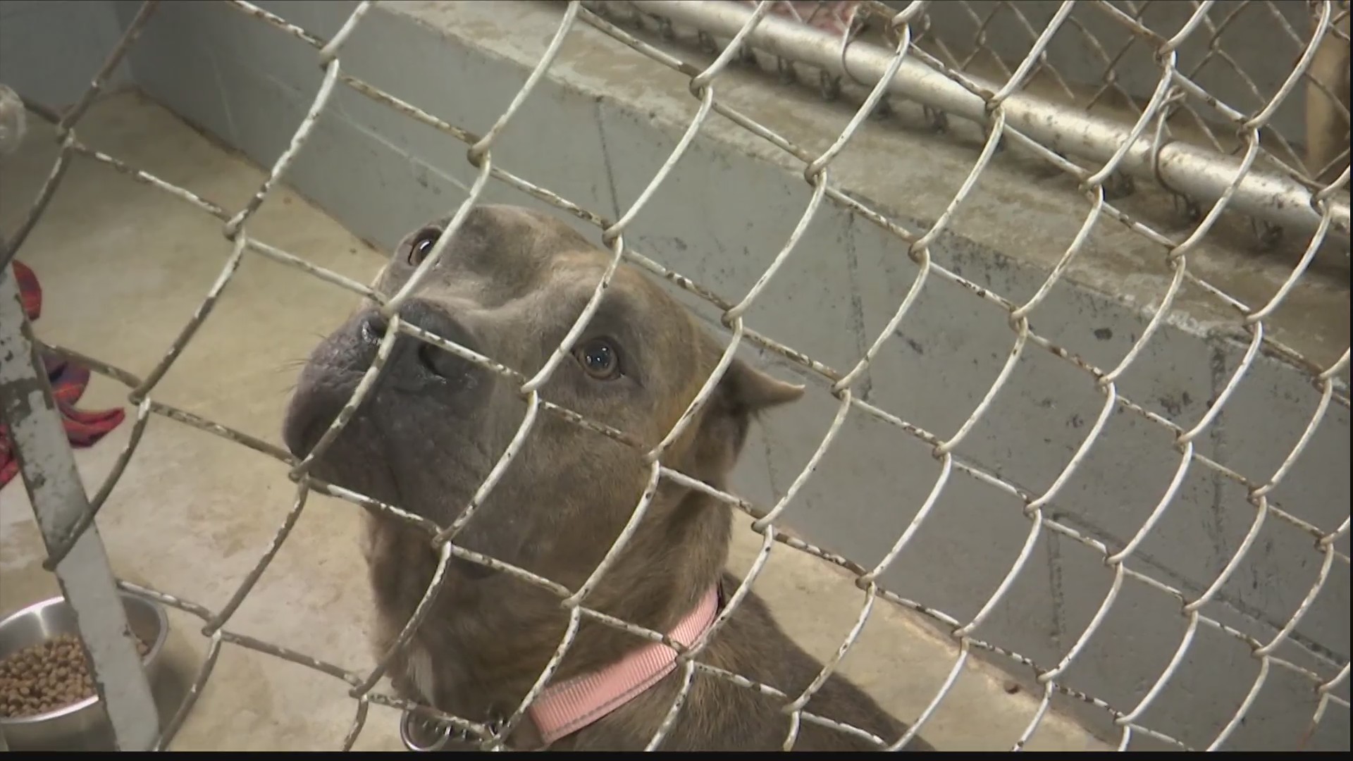 Renegade Paws rescues 26 dogs from puppy mill in Jesup WSAVTV