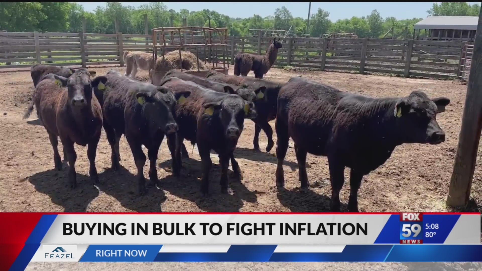 Buying in bulk – Fox 59